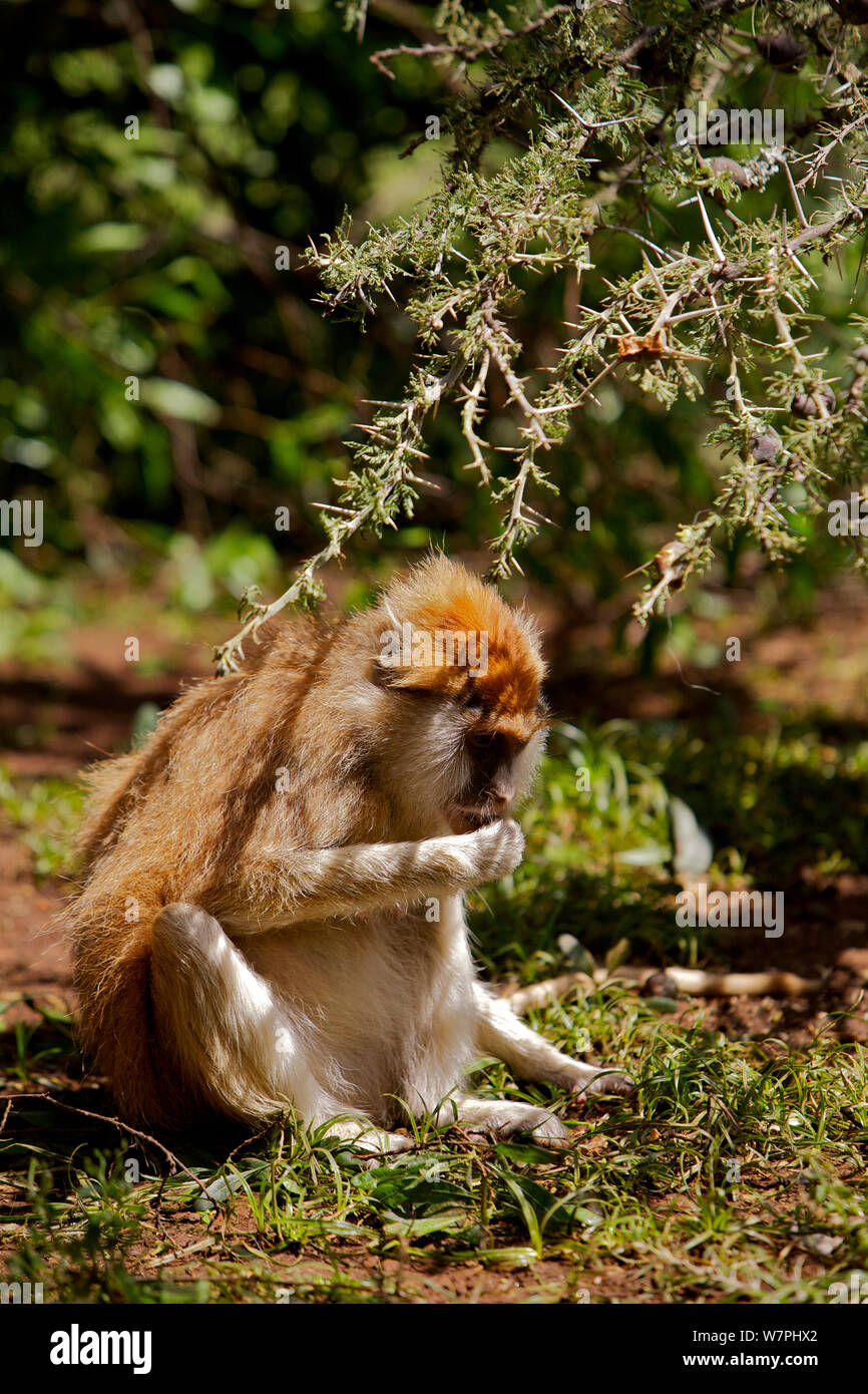 Husarenaffe/Wadi Monkey/Hussar monkey (Erythrocebus patas) Essen ant Galle, Laikipia Game Reserve, Kenia, Afrika. Stockfoto
