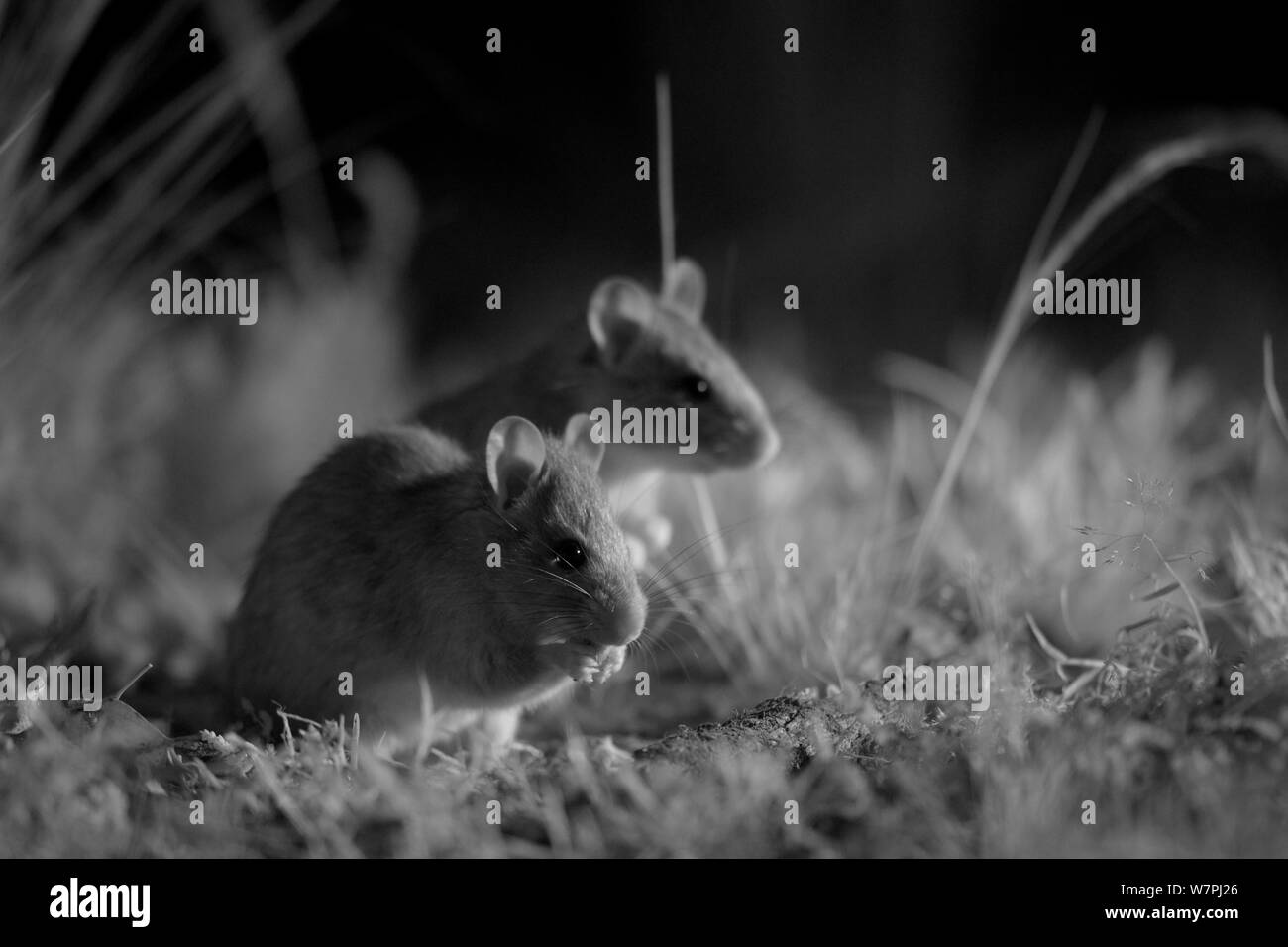 Smoky Mäuse (Callicebus fumeus) Ernährung bei Nacht, mit Infrarot Kamera, Mt Rothwell Naturschutzgebiet, Victoria, Australien, Oktober Stockfoto