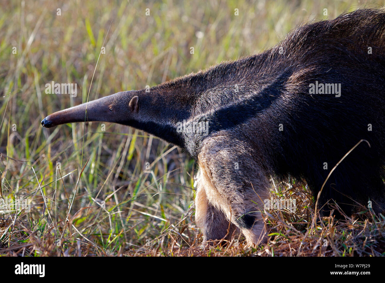Großer Ameisenbär (Myrmecophaga tridactyla) im Grasland, Argentinien Stockfoto