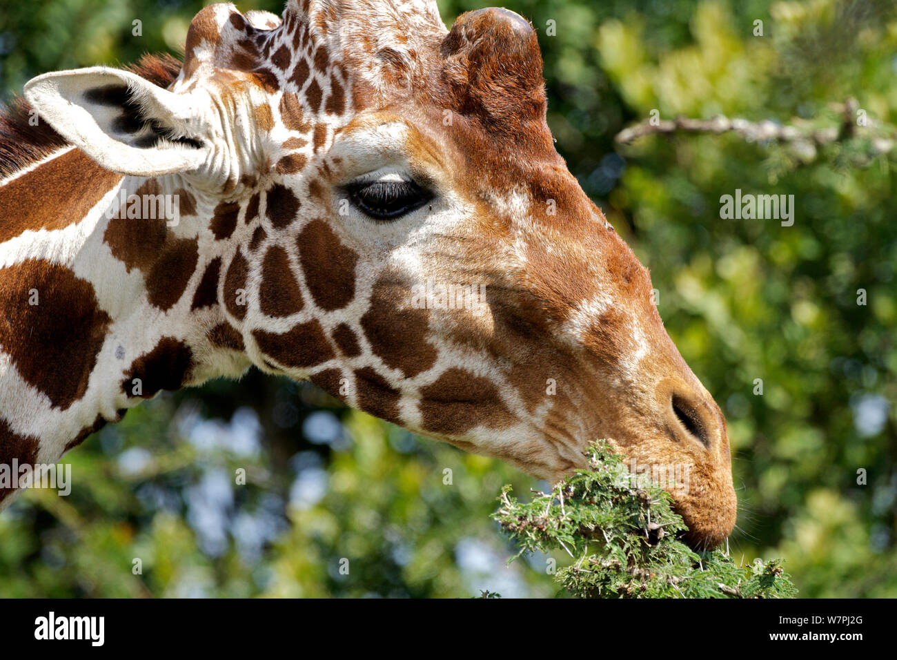 Netzgiraffe (Giraffa Camelopardalis reticulata) Kopf Nahaufnahme, essen Regenschirm Thorn Akazie (Acacia tortilis), Ol Pejeta Conservancy, Kenia, Afrika. Stockfoto