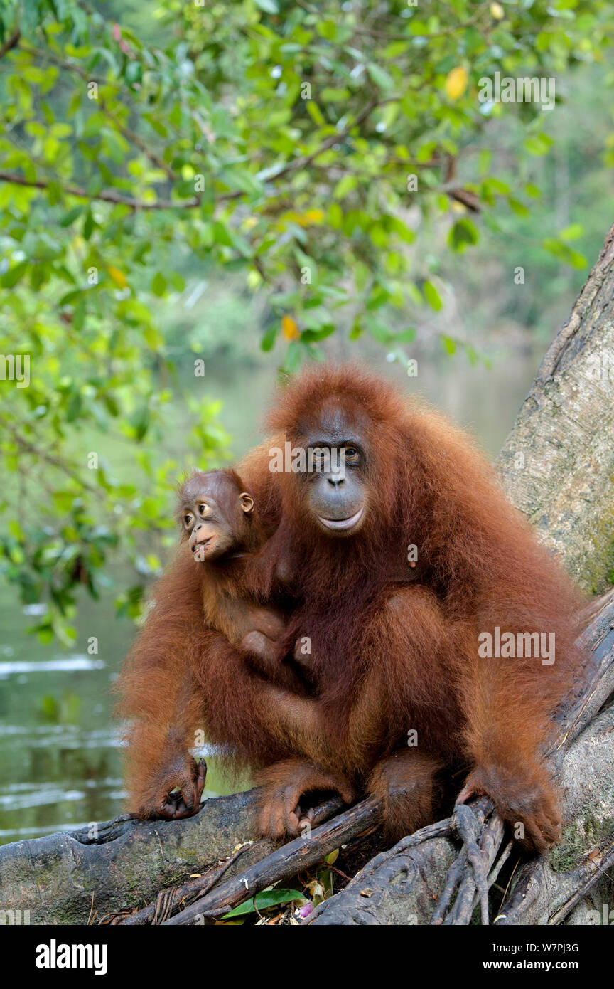 Orang-utan (Pongo pygmaeus) Mutter und Baby in Baum am Ufer des Flusses. Nyaru Menteng Orangutan Wiedereinführung Projekt, Zentralkalimantan, Borneo, Indonesien. Stockfoto