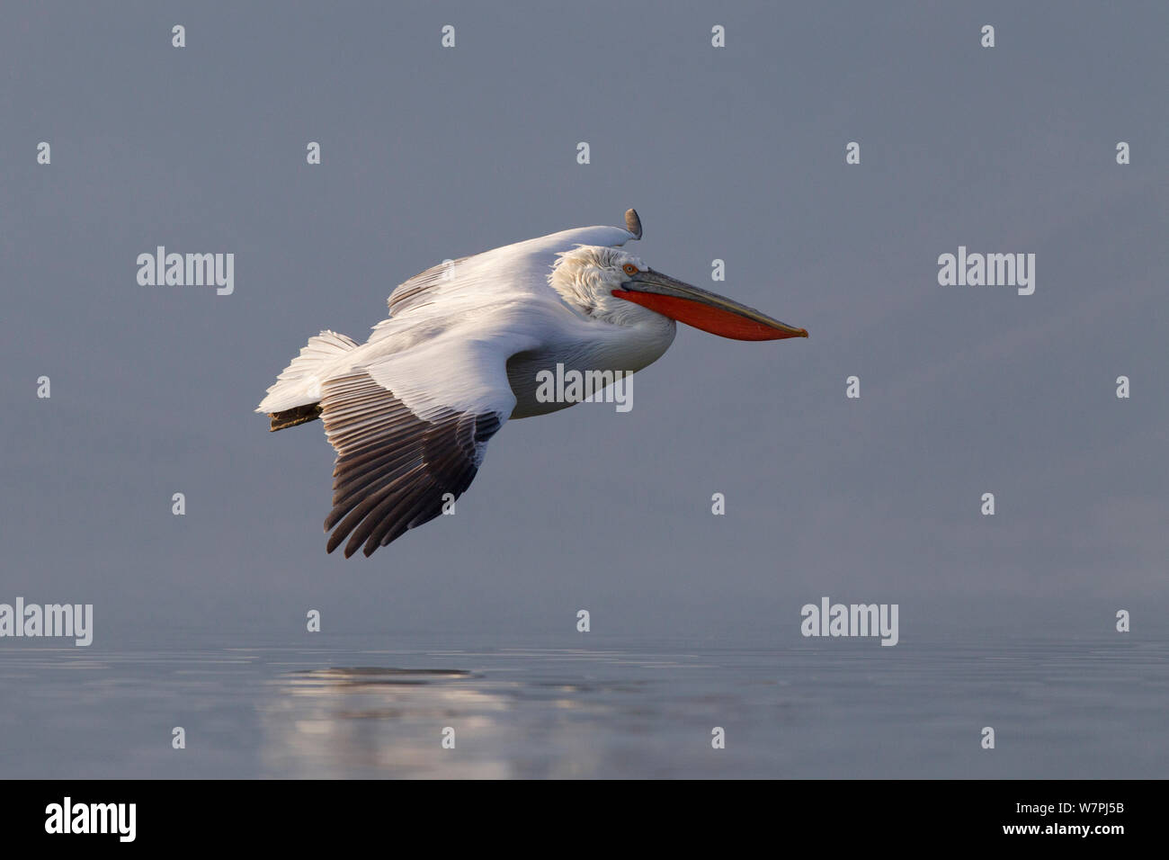 Krauskopfpelikan (Pelecanus crispus) im Flug niedrig über dem Wasser. See Kerkini, Griechenland, Februar 2012. Stockfoto