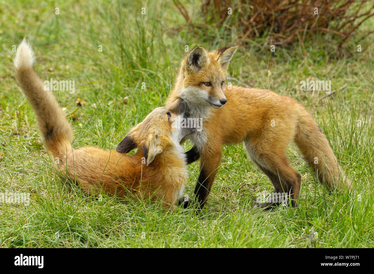 American Red Fox (Vulpes vulpes) Jungen spielen. Der Grand Teton National Park, Wyoming, Juni. Stockfoto