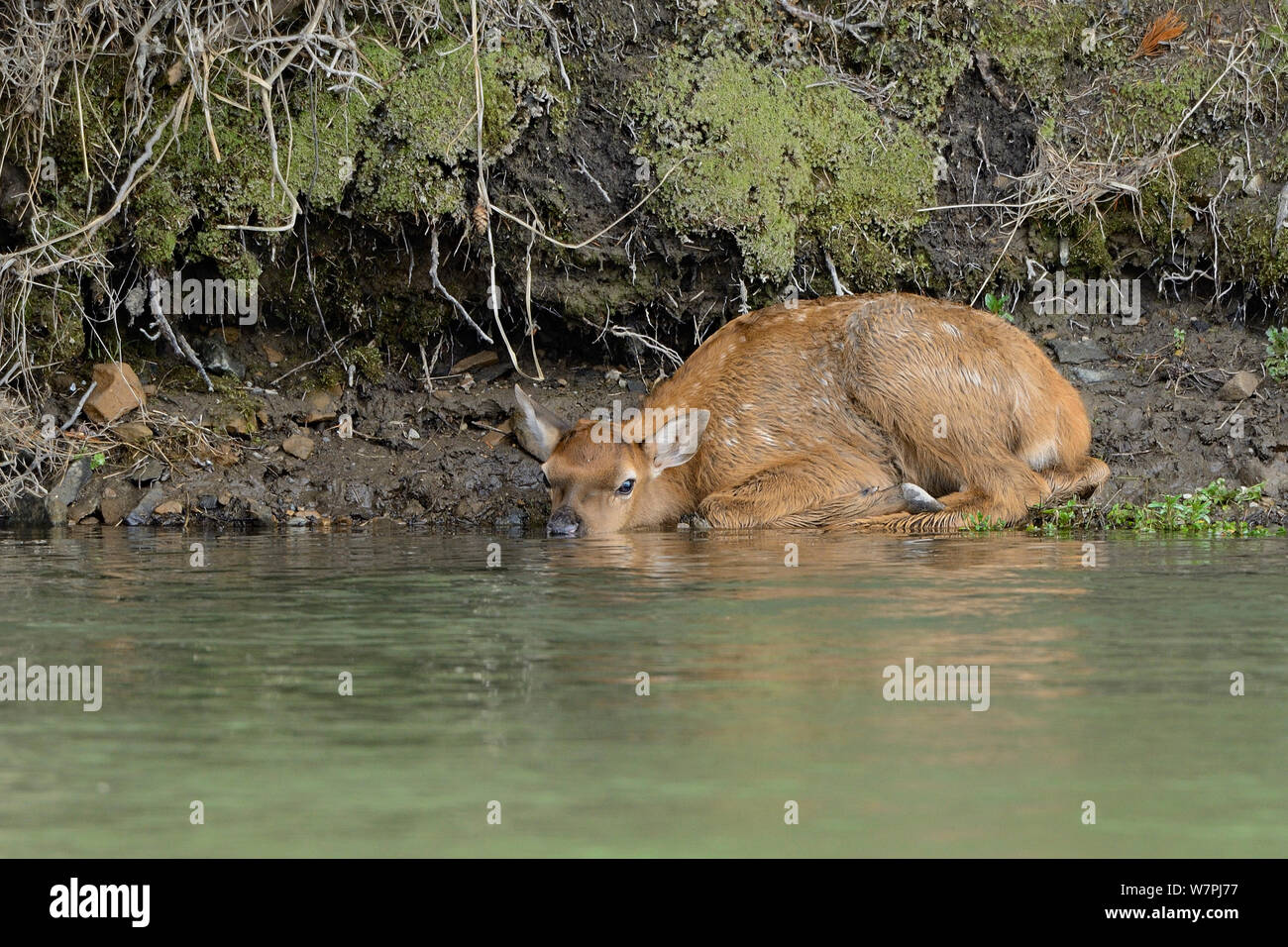 Elk/Wapiti (Cervus canadensis) durch Wasser-, Kalb warten auf Mutter. Der Grand Teton National Park, Wyoming, USA, Juni. Stockfoto