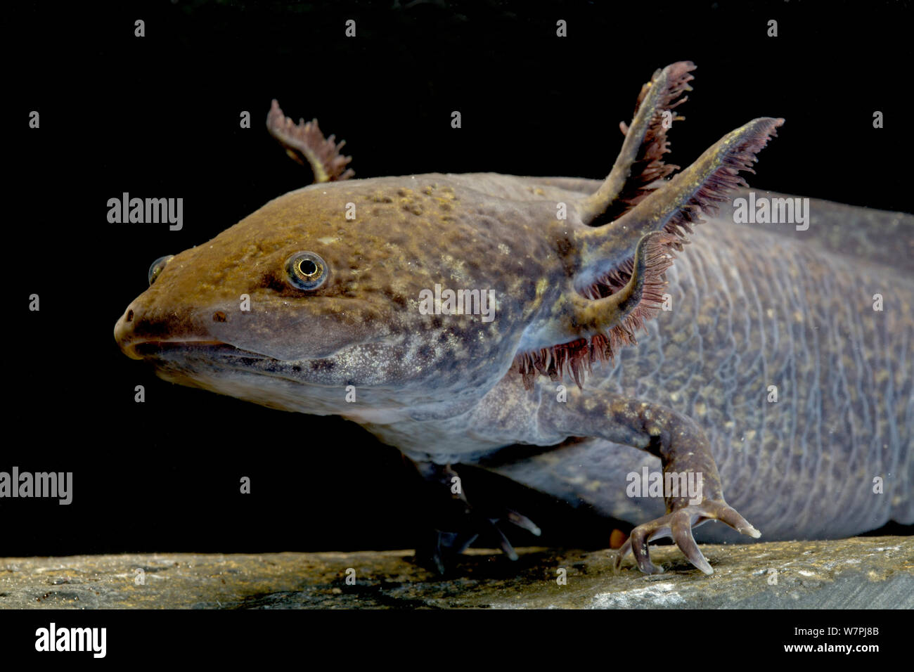 Axolotl/mexikanischer Salamander (Ambystoma mexicanum), melanistic Form, vom Aussterben bedroht in der freien Wildbahn gefangen, beheimatet in Mexiko Stockfoto