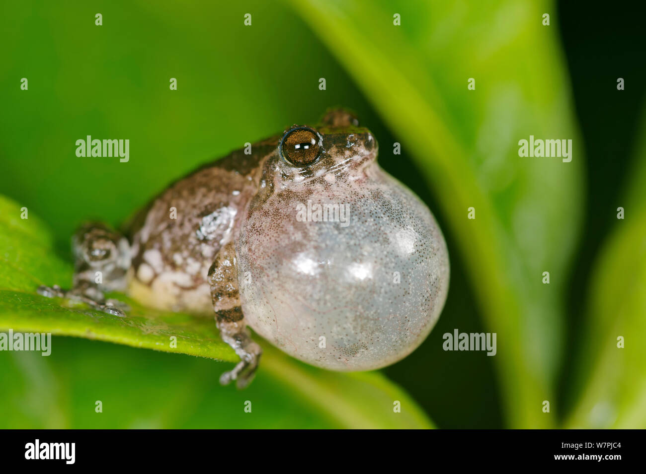 Männliche Bombay Bubble nest Frosch (Raorchestes bombayensis) Aufruf, Vocal sac aufgeblasen. Western Ghats, Indien. Gefährdete Arten. Stockfoto