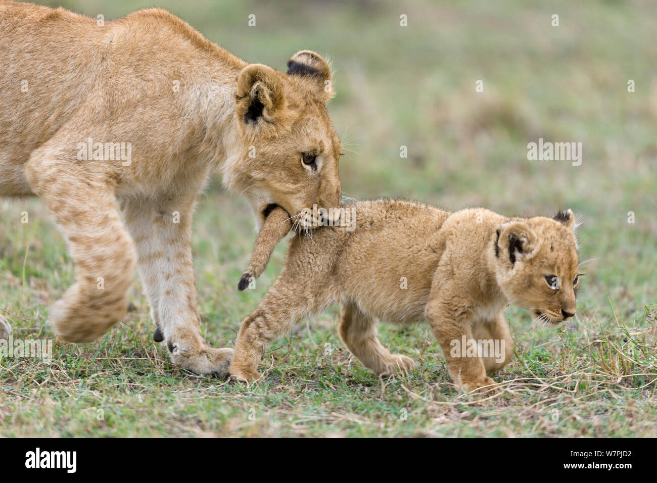 Löwe (Panthera leo), ältere Cub spielen mit einem Jungen und in den Schwanz beisst, Masai-Mara Game Reserve, Kenia Stockfoto