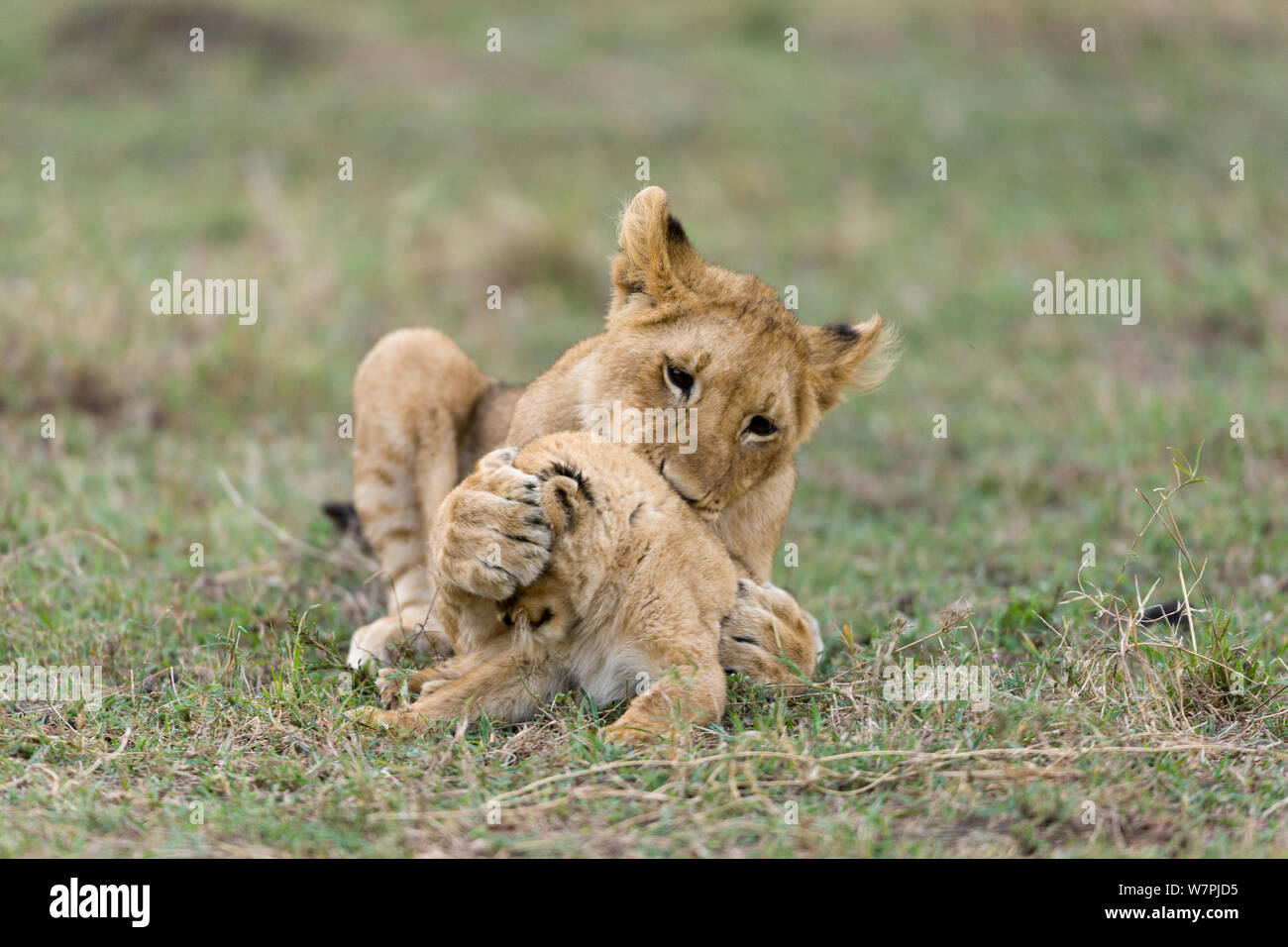 Löwe (Panthera leo), ältere Cub spielen mit einem Jungen, Masai-Mara Game Reserve, Kenia Stockfoto