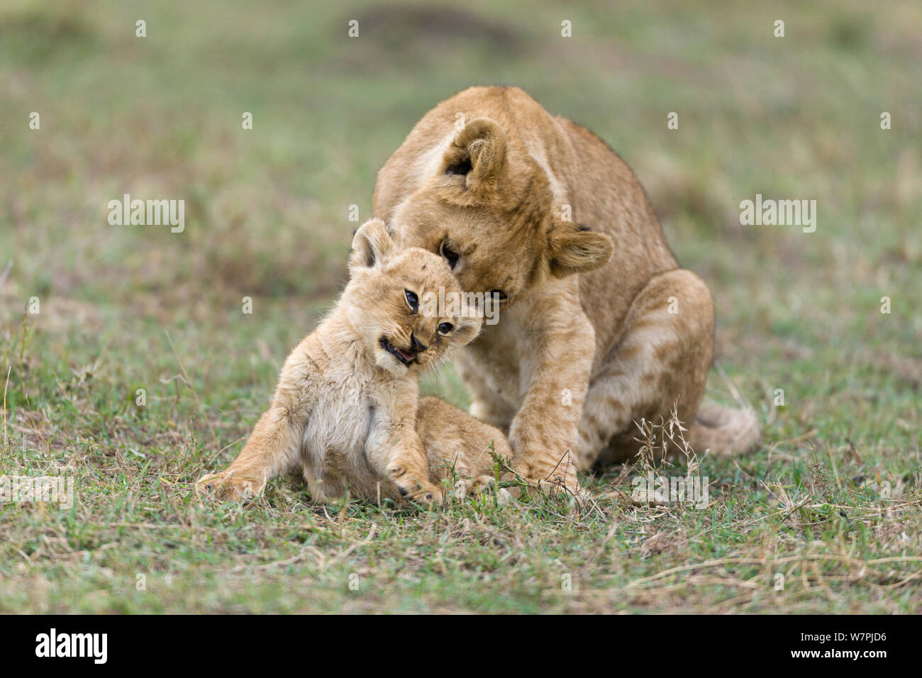 Löwe (Panthera leo), ältere Cub spielen mit einem Jungen, Masai-Mara Game Reserve, Kenia. Stockfoto