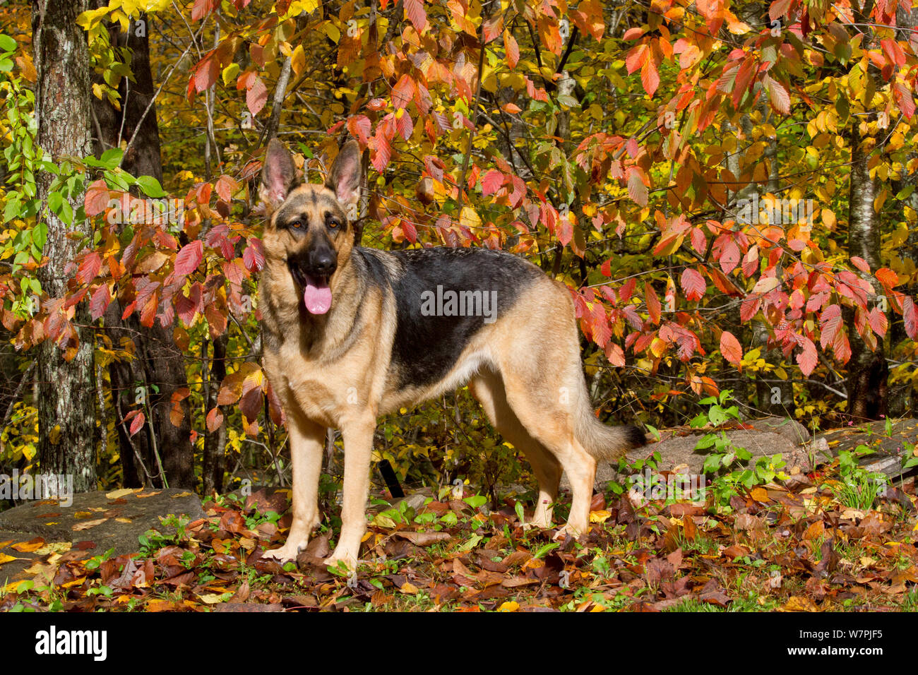 Deutscher Schäferhund stehend im Herbst Wald; Connecticut, USA Stockfoto