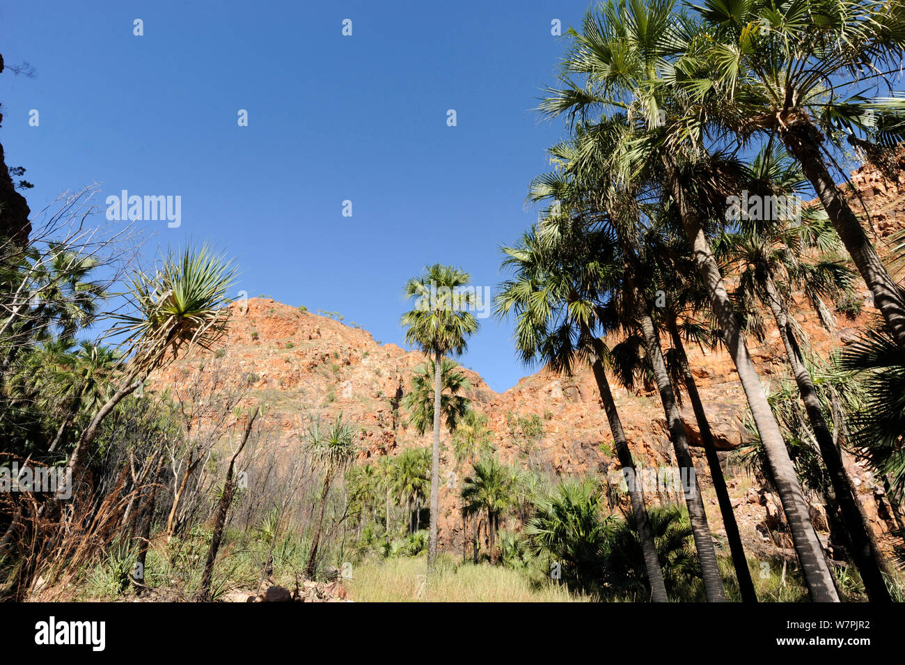 Livistona Palmen (Livistona nasmophila) in El Questro, Kimberly Region von Western Australia, Juni 2011 Stockfoto