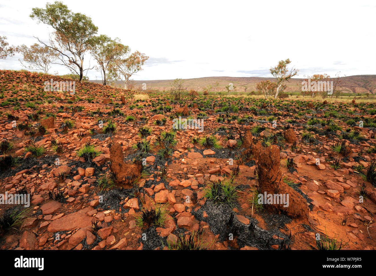 Regenerierende Grünland nach Buschfeuer in Phillip Island National Park, Kimberley Region, Western Australia, Juli 2011 Stockfoto