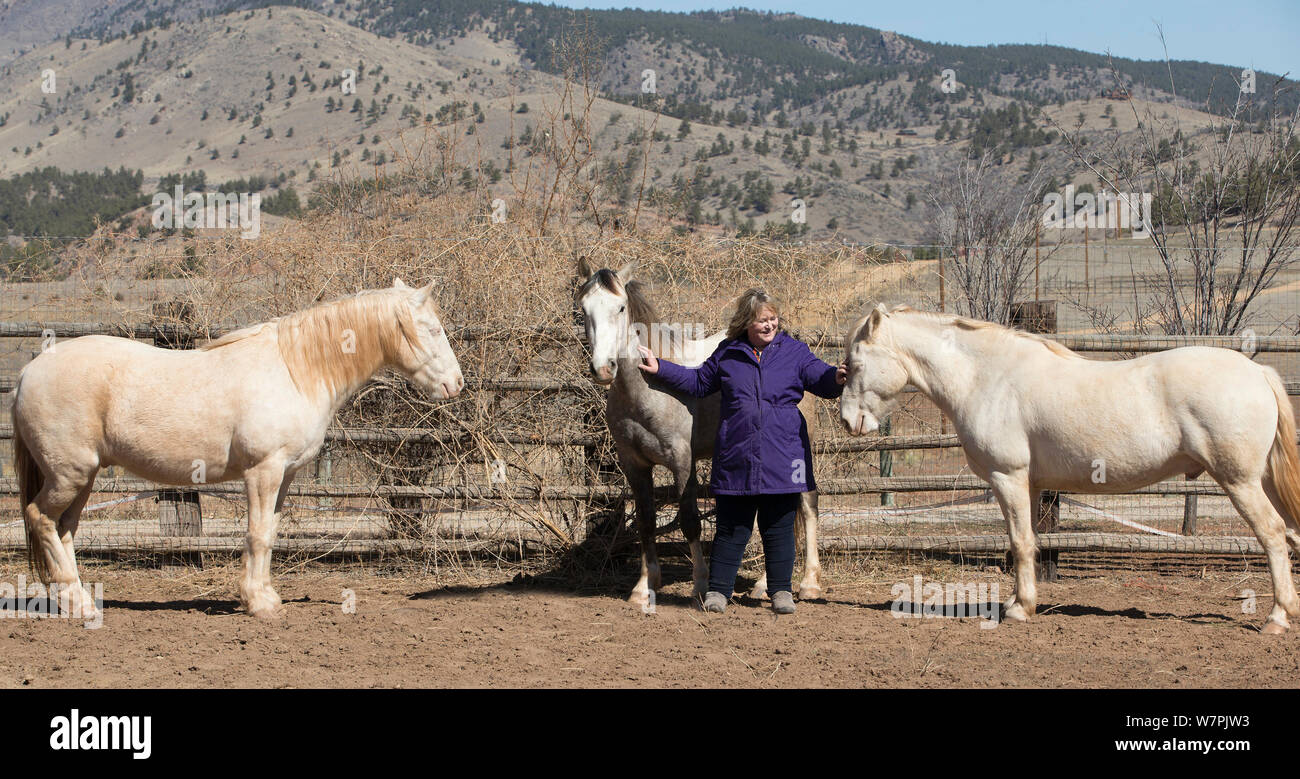 Fotograf Carol Walker mit Ihrer angenommenen wilde Pferde/Mustangs Claro, Cremosso und Glimmer, bis aus dem McCullough Peak Herde und Adobe Stadt Herde in Wyoming abgerundet. Ruhe in ihren Corral, Colorado, USA. Stockfoto