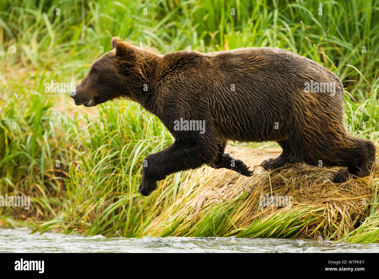 Grizzy bear (Ursus arctos Horribilis) junge männliche Fische ins Wasser zu springen, geographische Hafen, entlang der Küste Katmai National Park, South West Alaska, USA Stockfoto