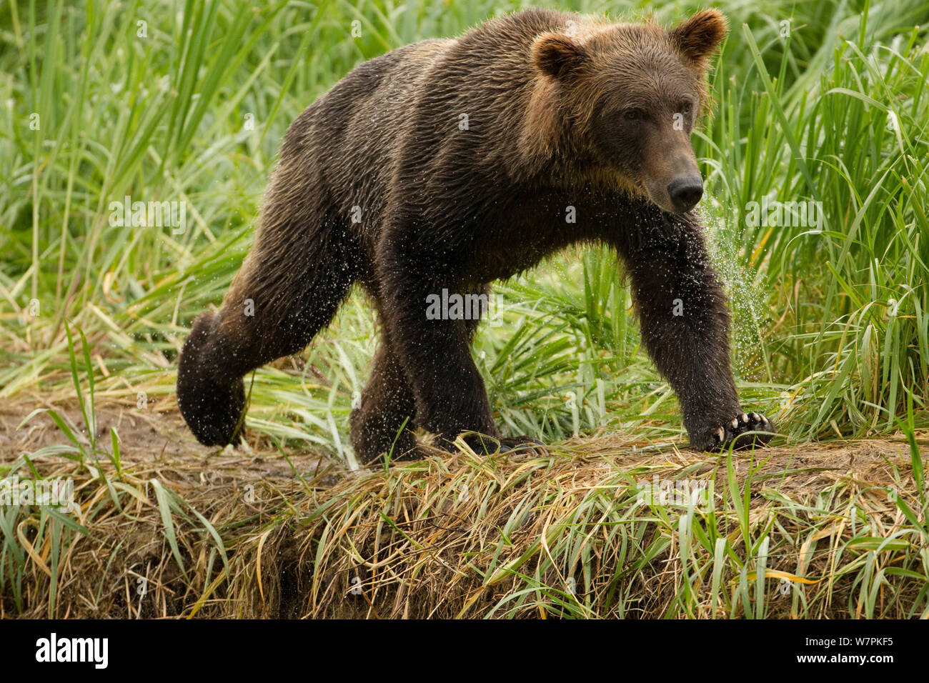 Grizzy bear (Ursus arctos Horribilis) junge männliche Wandern, geographische Hafen, entlang der Küste Katmai National Park, South West Alaska, USA Stockfoto