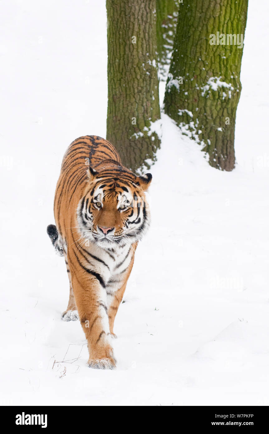 Sibirische Tiger (Panthera tigris altaica) Wandern im Schnee, Captive Stockfoto