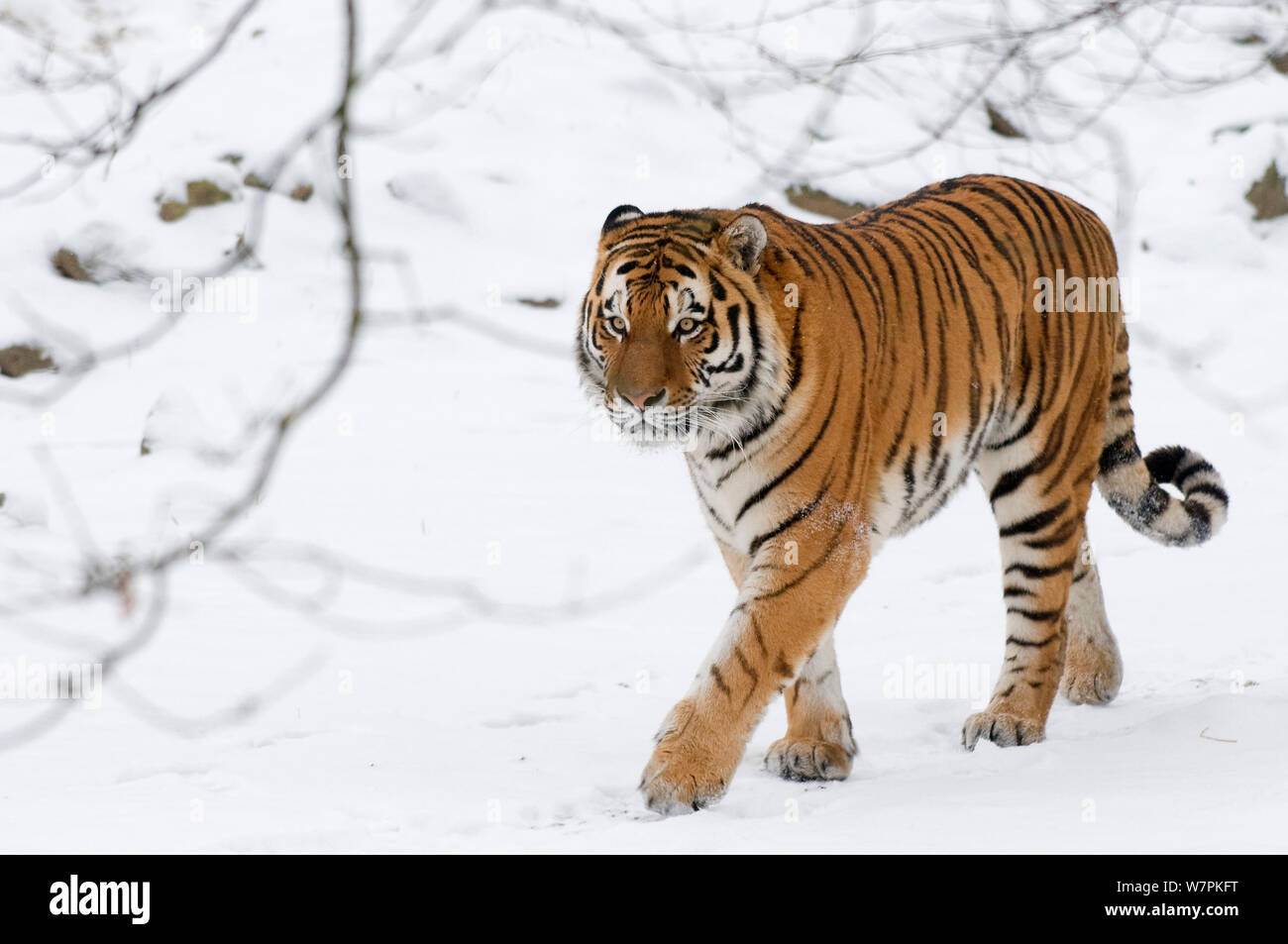 Sibirische Tiger (Panthera tigris altaica) Wandern im Schnee, Captive Stockfoto