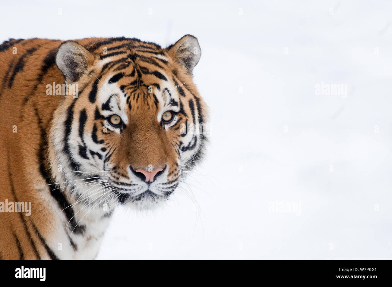 Sibirische Tiger (Panthera tigris altaica) Kopf hoch, Captive Stockfoto