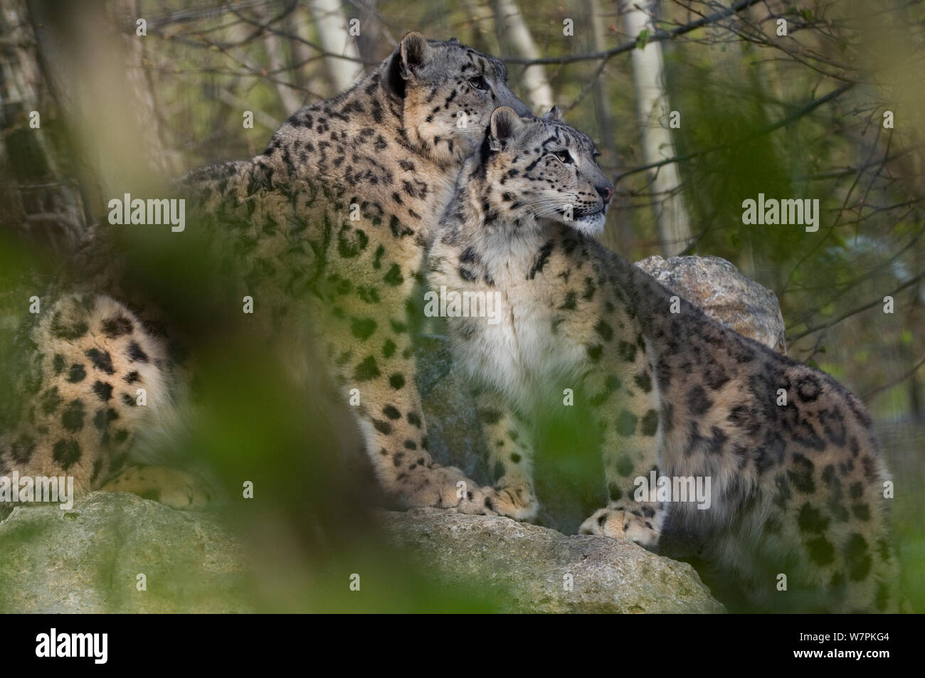 Snow Leopard (Panthera uncia) Mutter und Jungtiere, Captive Stockfoto