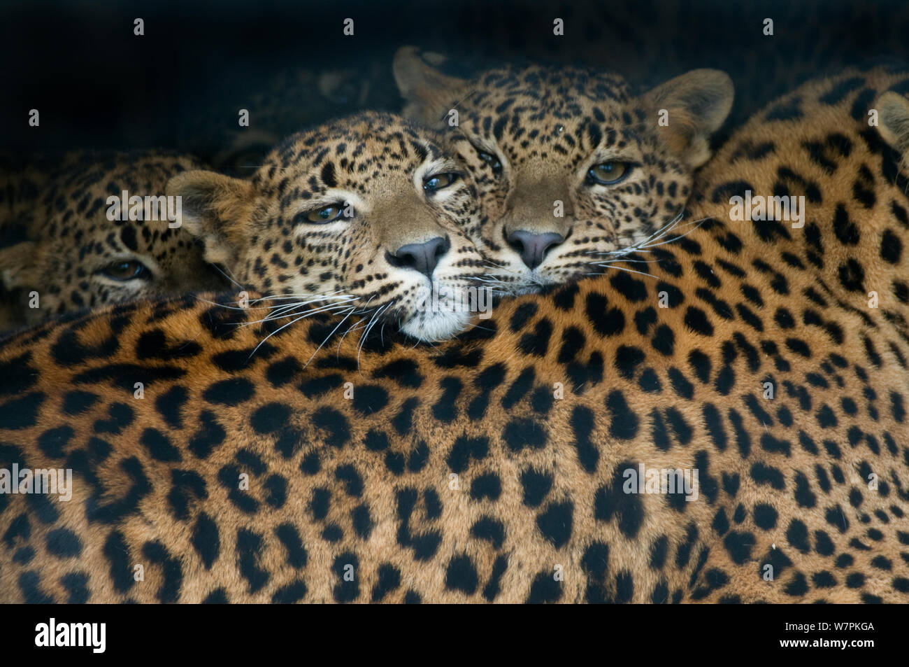 Sri Lanka Leopard (Panthera pardus kotiya) zwei Jungen ruht auf dem Rücken der Mutter, gefangen Stockfoto