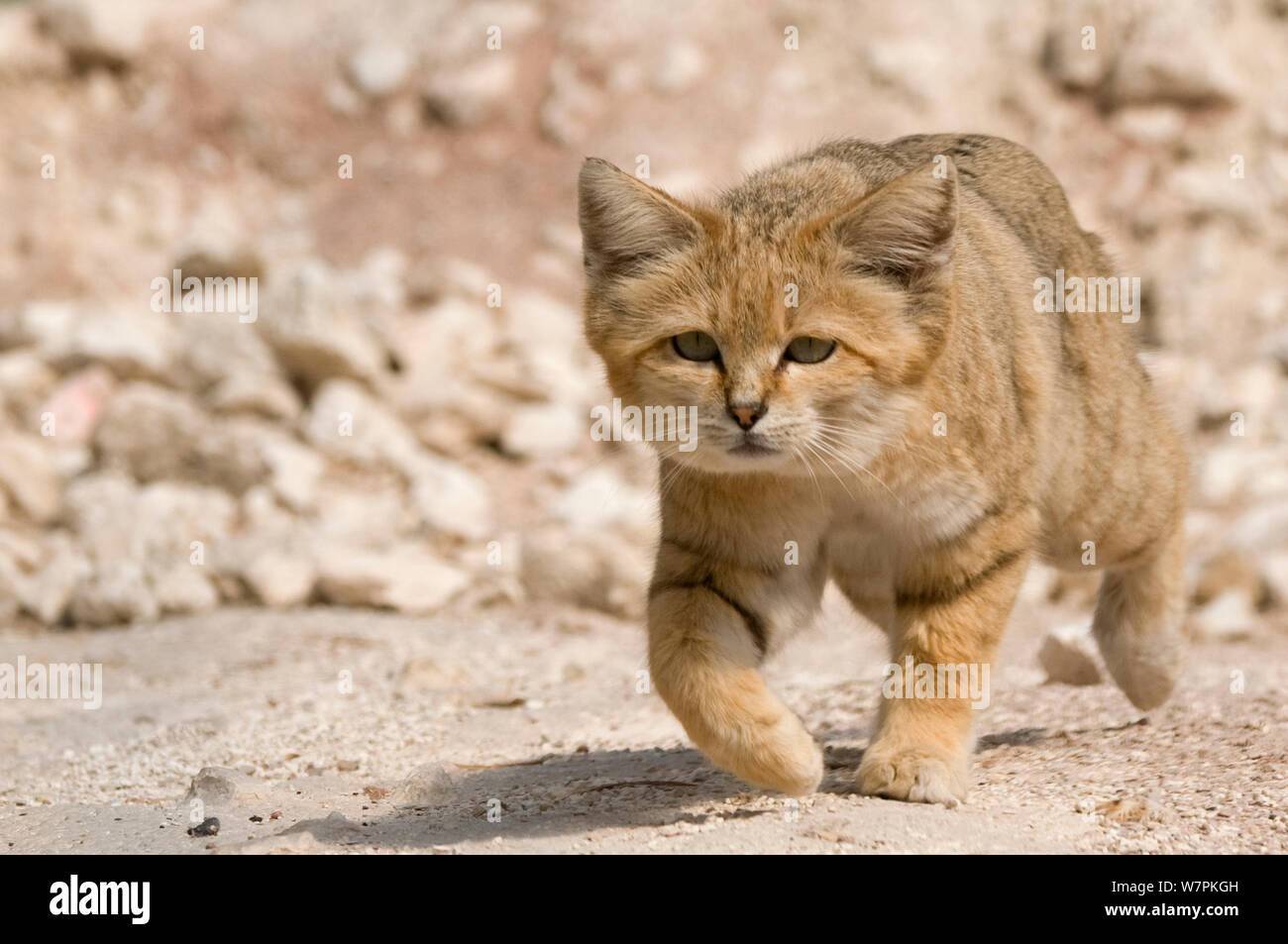 Sand Katze (Felis Margarita) walking Portrait, Captive Stockfoto