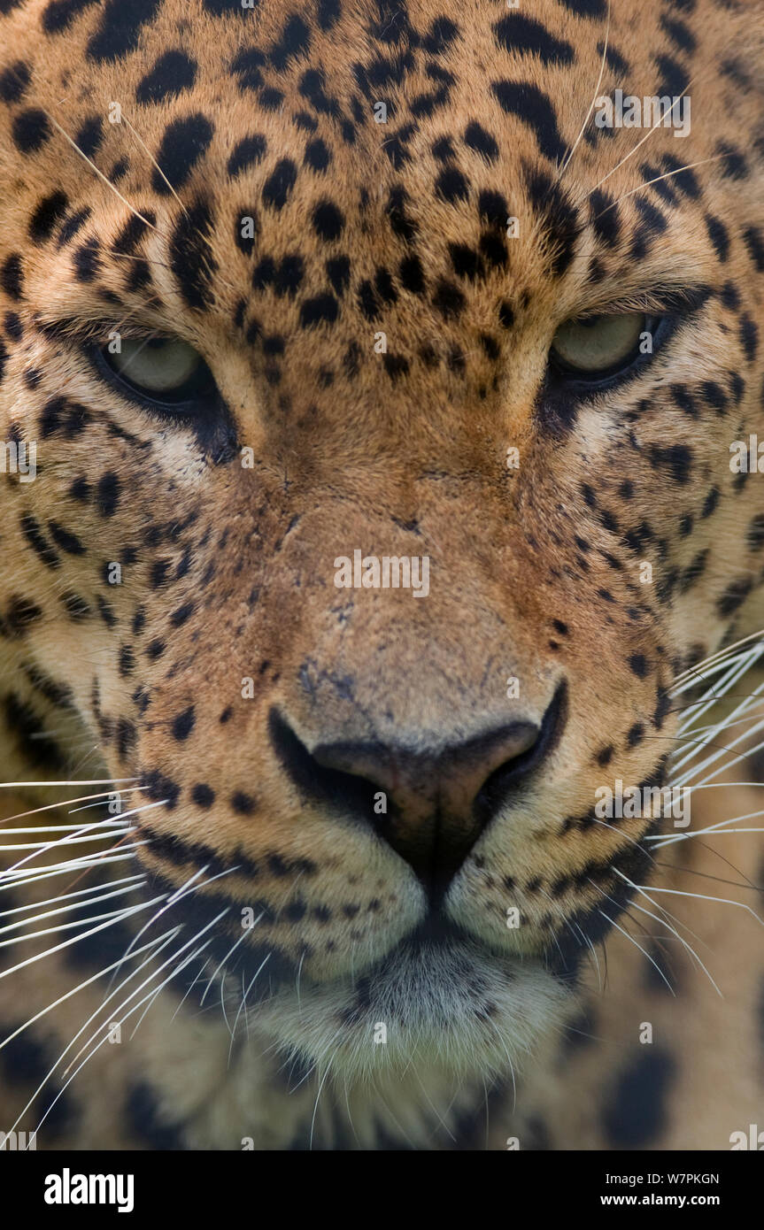 Sri Lanka Leopard (Panthera pardus kotiya) Nahaufnahme Kopf Portrait, Captive Stockfoto