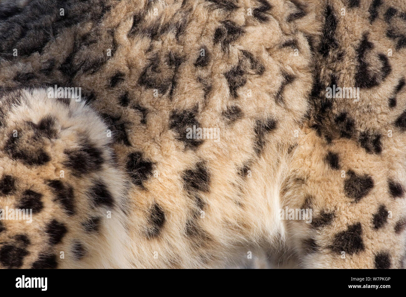 Snow Leopard (Panthera uncia) Nahaufnahme von Haut/Fell, Captive Stockfoto