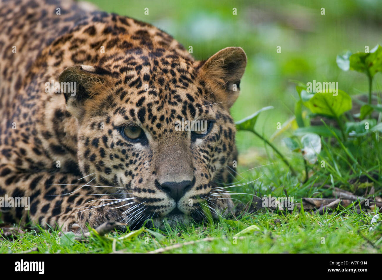Sri Lanka Leopard (Panthera pardus kotiya) ruht auf groun, Captive Stockfoto