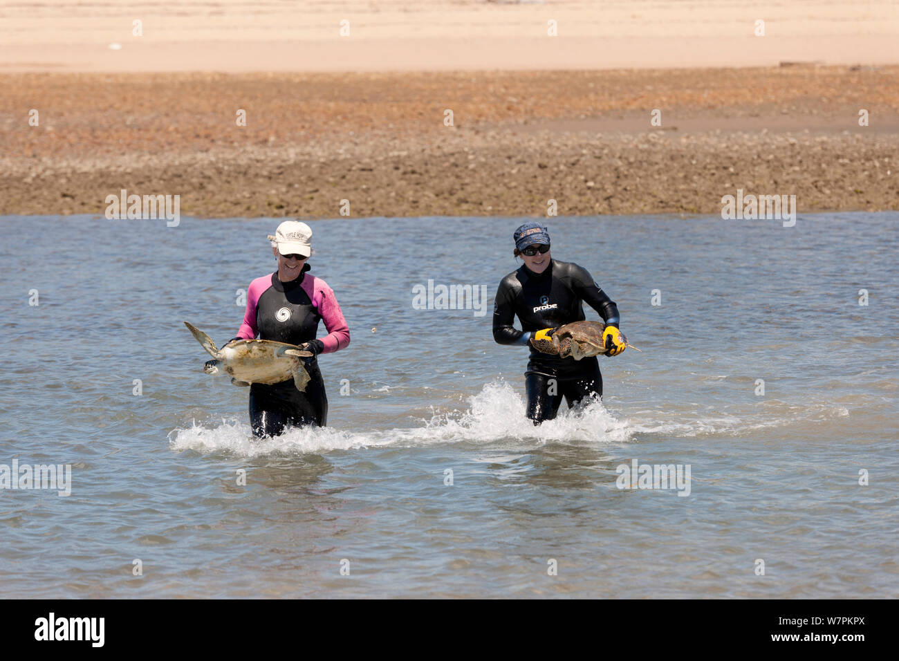 Dr. Ellen Ariel und Kathy La Fauce sowohl von der James Cook Universität bringen neu Suppenschildkröten (Chelonia mydas) auf trockenem Land für wissenschaftliche Forschung gefangen. Townsville, Queensland, Australien, August 2011 Stockfoto