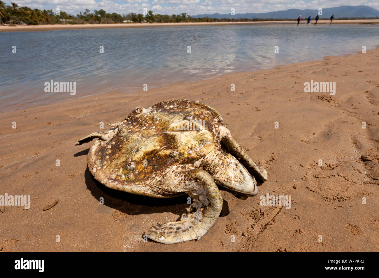 Hungernde Suppenschildkröte (Chelonia mydas) bewachsen mit Algen und Seepocken. Mit dem Verlust der Seegraswiesen wegen Überschwemmungen und Cyclone Schäden, Schildkröten, Hungern alle entlang der Küste von North Queensland. Townsville, Queensland, Australien, August 2011 Stockfoto