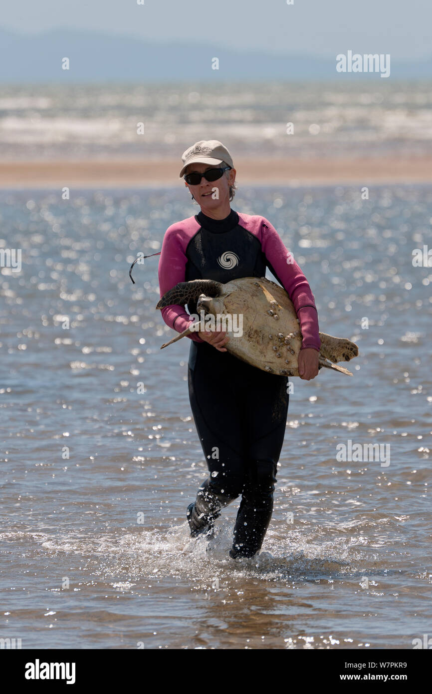 Dr. Ellen Ariel von James Cook Universität trägt eine neu gefangen Suppenschildkröte (Chelonia mydas) für Forschung Datenerfassung, Townsville, Queensland, Australien, August 2011 Stockfoto