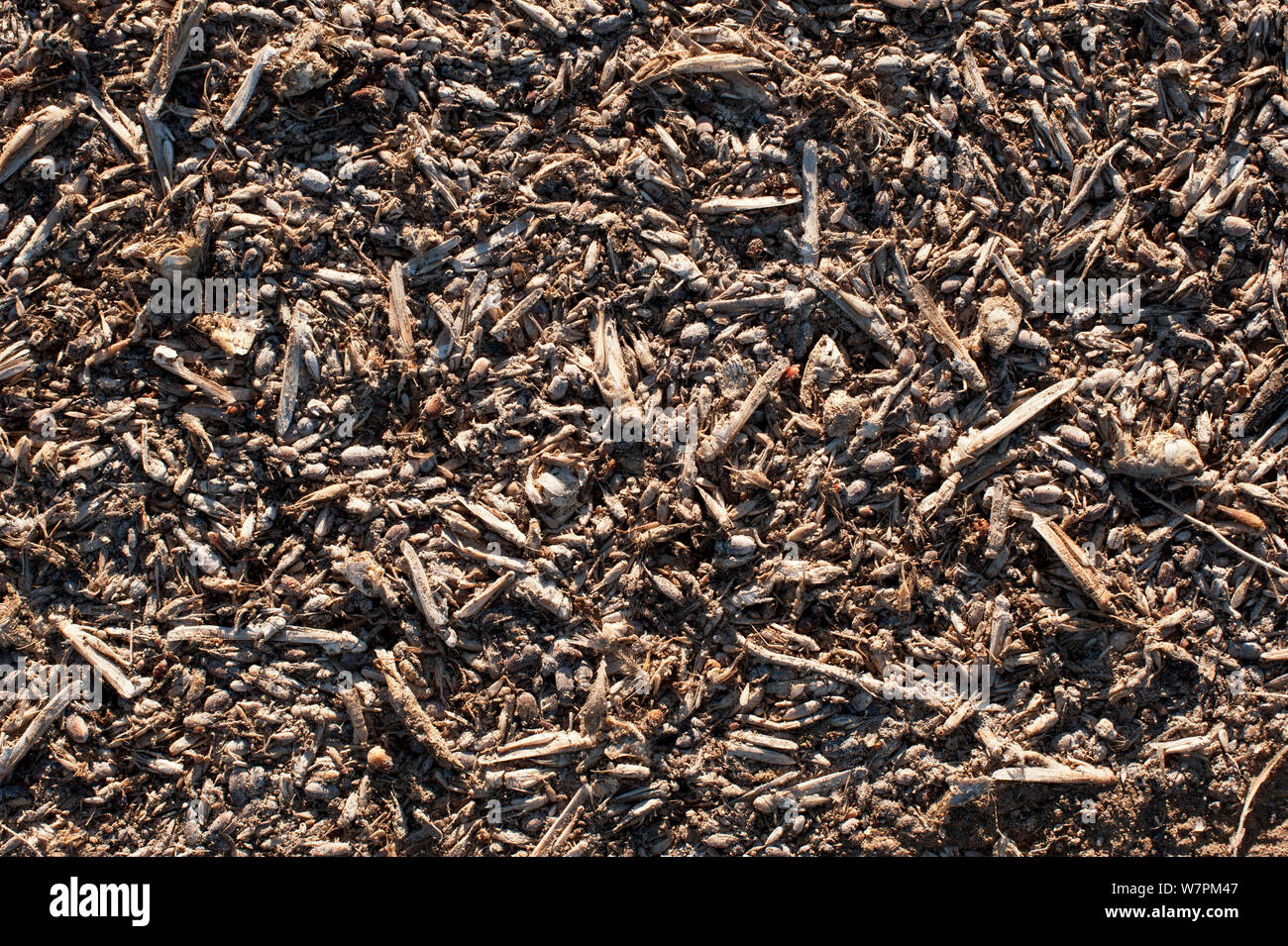 Tote Insekten, an den Ufern des Halligan Bay, wo Land und Wasser das Salz. Tausende von toten Insekten, Fische, Nagetiere und Vögel sind an Land gespült, Lake Eyre, South Australia Stockfoto