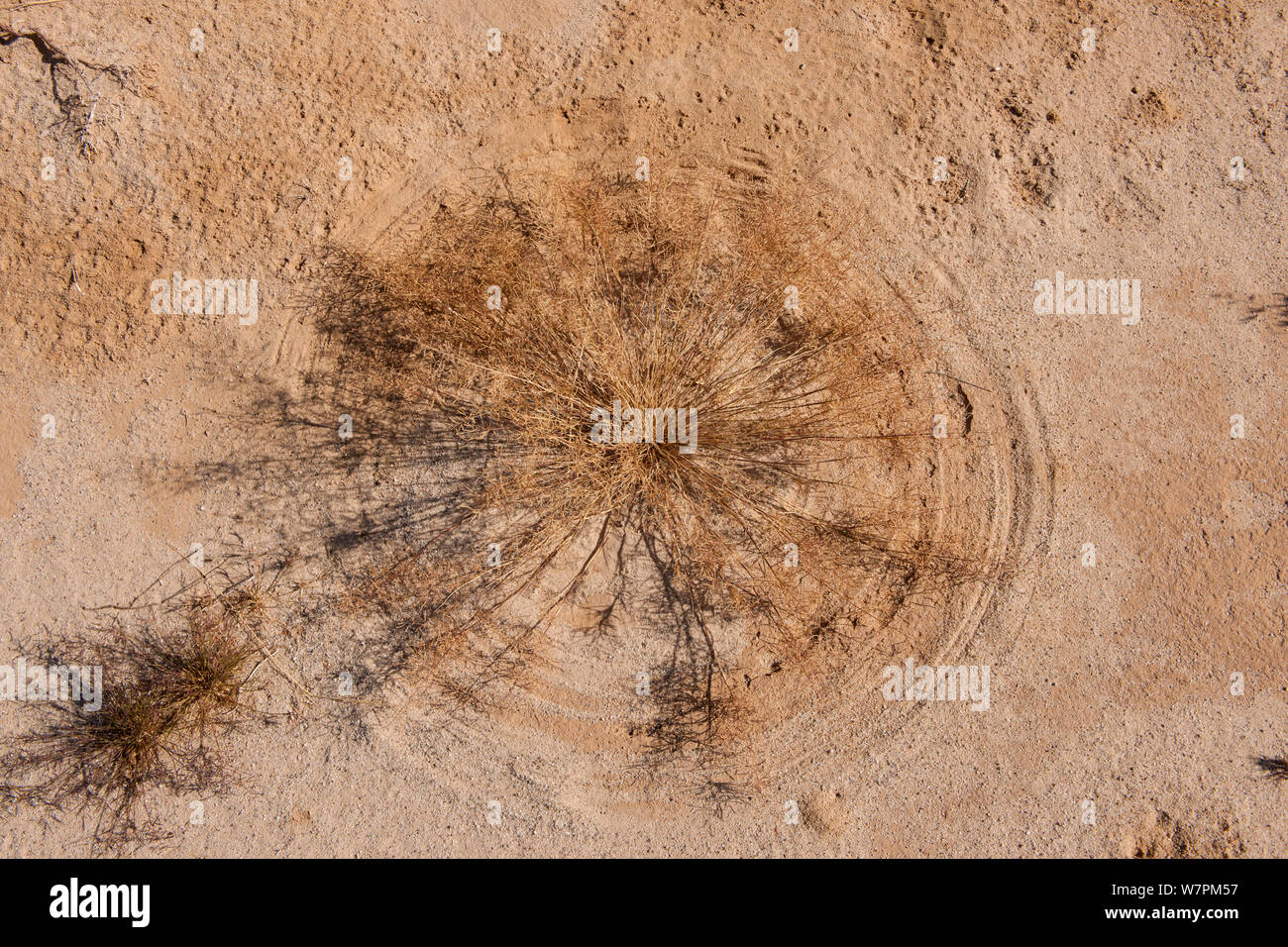 Windblown Gras, die Kreise im Sand, South Australia, Australien Stockfoto