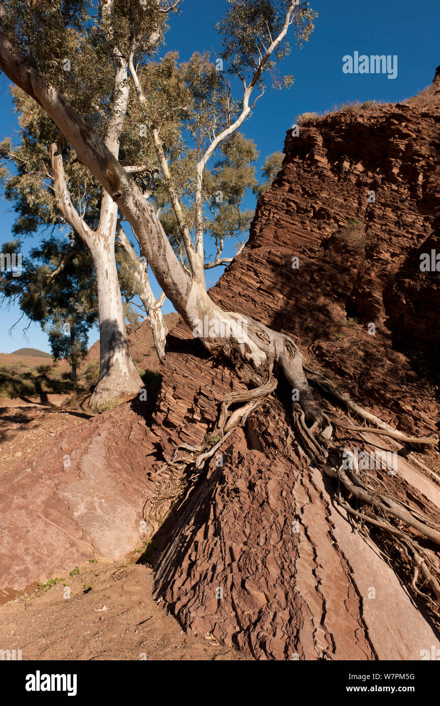 Baum aus quergestreiften Rock auf der Brachina Gorge Geological Trail, ein 20 km Self-guided Trail. Der Flinders Range National Park, South Australia Stockfoto