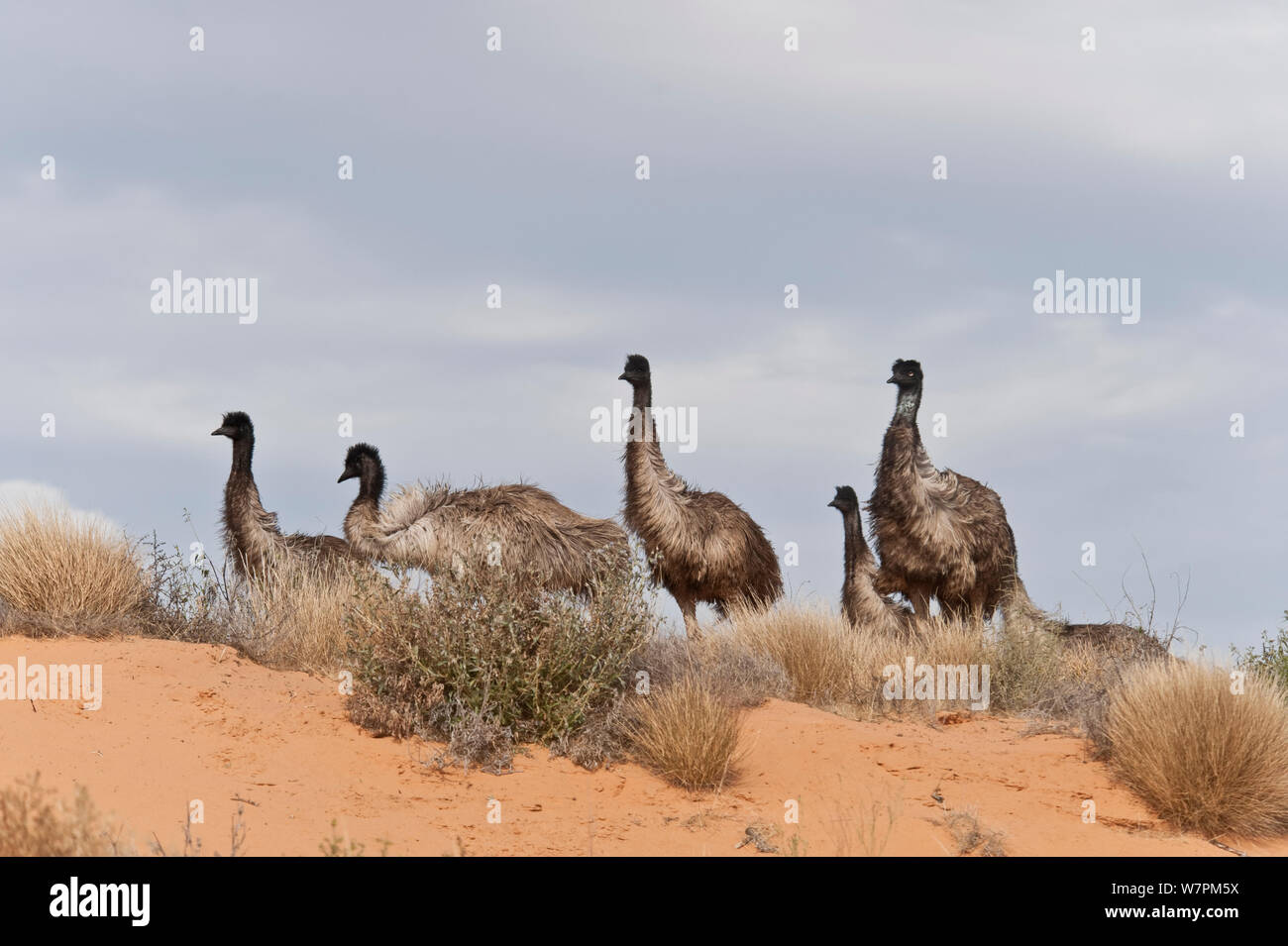 Emu (Dromaius novaehollandiae) Mob im Outback, South Australia, Australien Stockfoto
