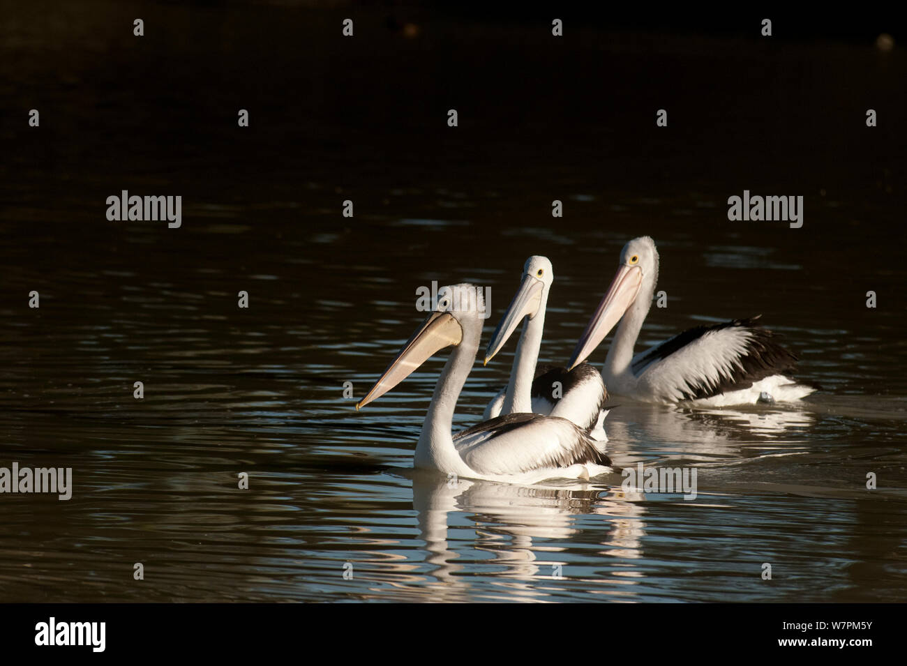 Australische Pelikanen (Pelecanus conspicillatus) Cooper Creek, South Australia, Australien Stockfoto