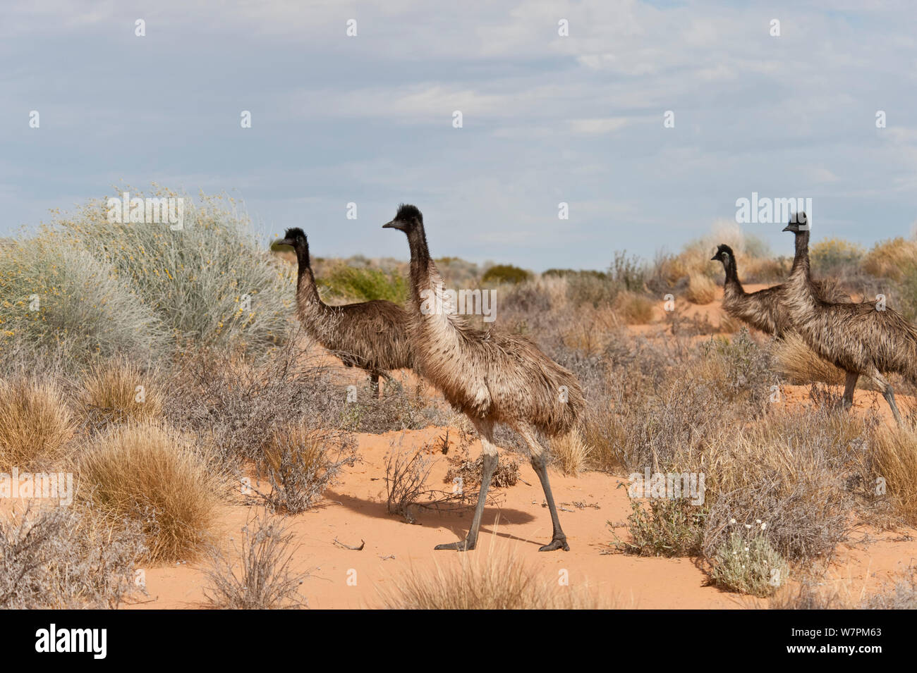 Emu (Dromaius novaehollandiae) Mob im Outback, South Australia, Australien Stockfoto