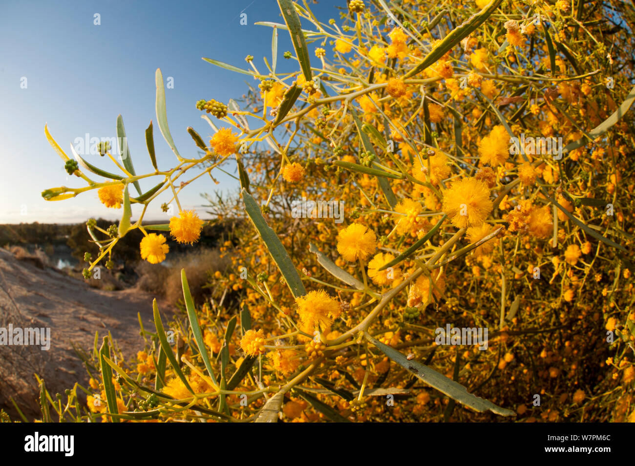 Gelbe wattle (Acacia sp) Blumen in Sanddünen von Warburton River in der Nähe von Cowarie Station, South Australia Stockfoto
