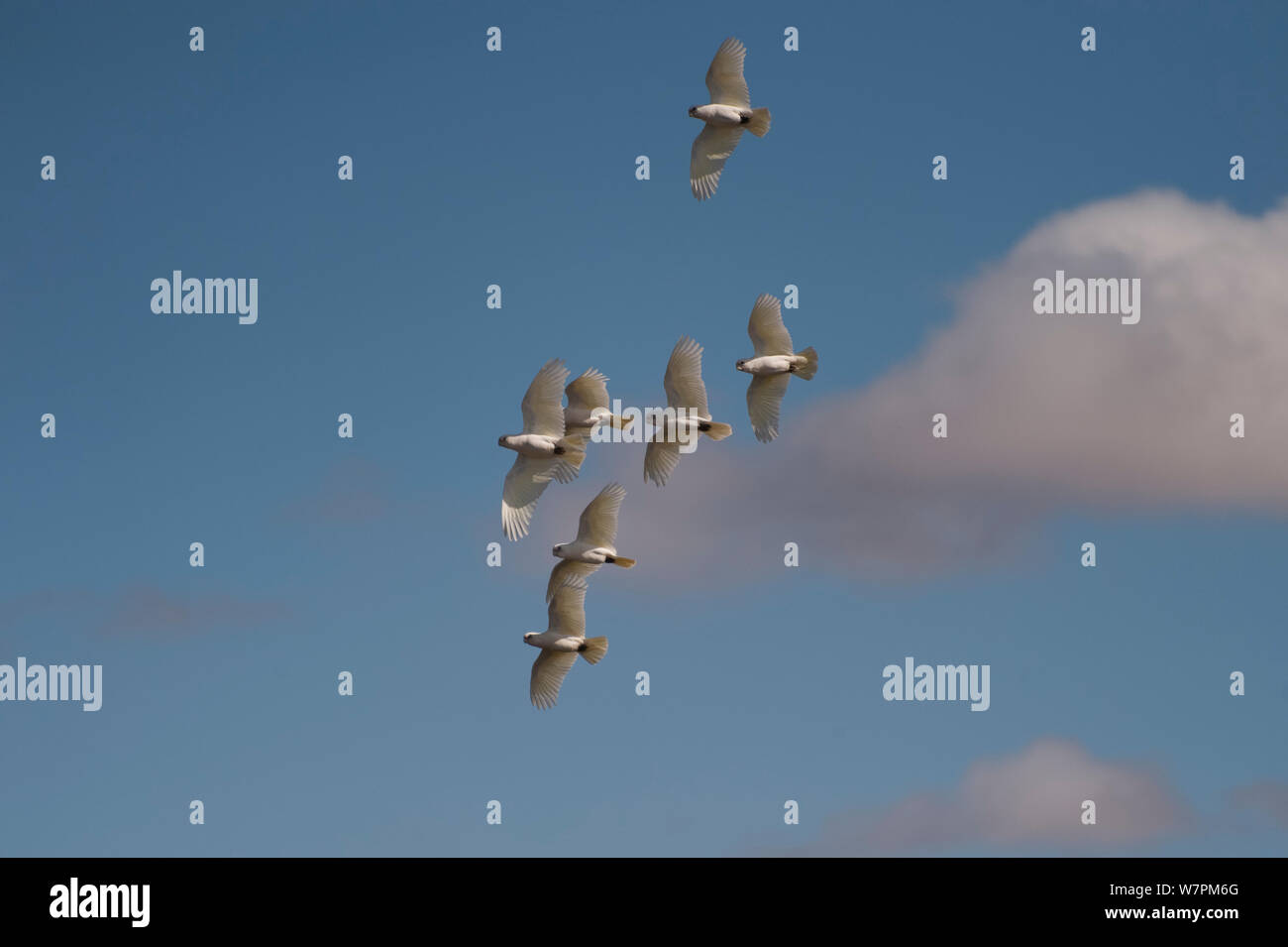 Ein Schwarm Little Corellas fliegen (cacatua Sanguinea) South Australia, Australien Stockfoto