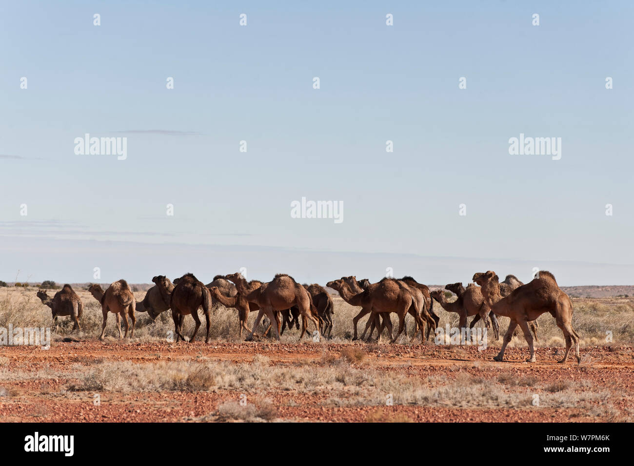 Herde wilder Kamele Dromedar (Camelus dromedarius) South Australia, Australien Stockfoto