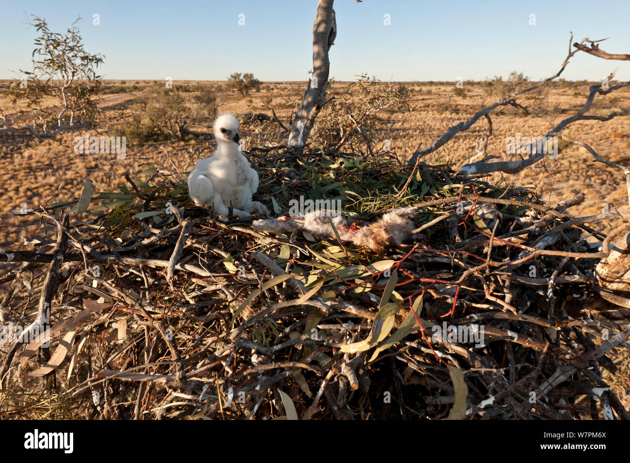 Wedge-tailed baby Eagle (Aquila Audax) auf seinem Nest mit einem Kaninchen Beute, South Australia, Australien. Stockfoto