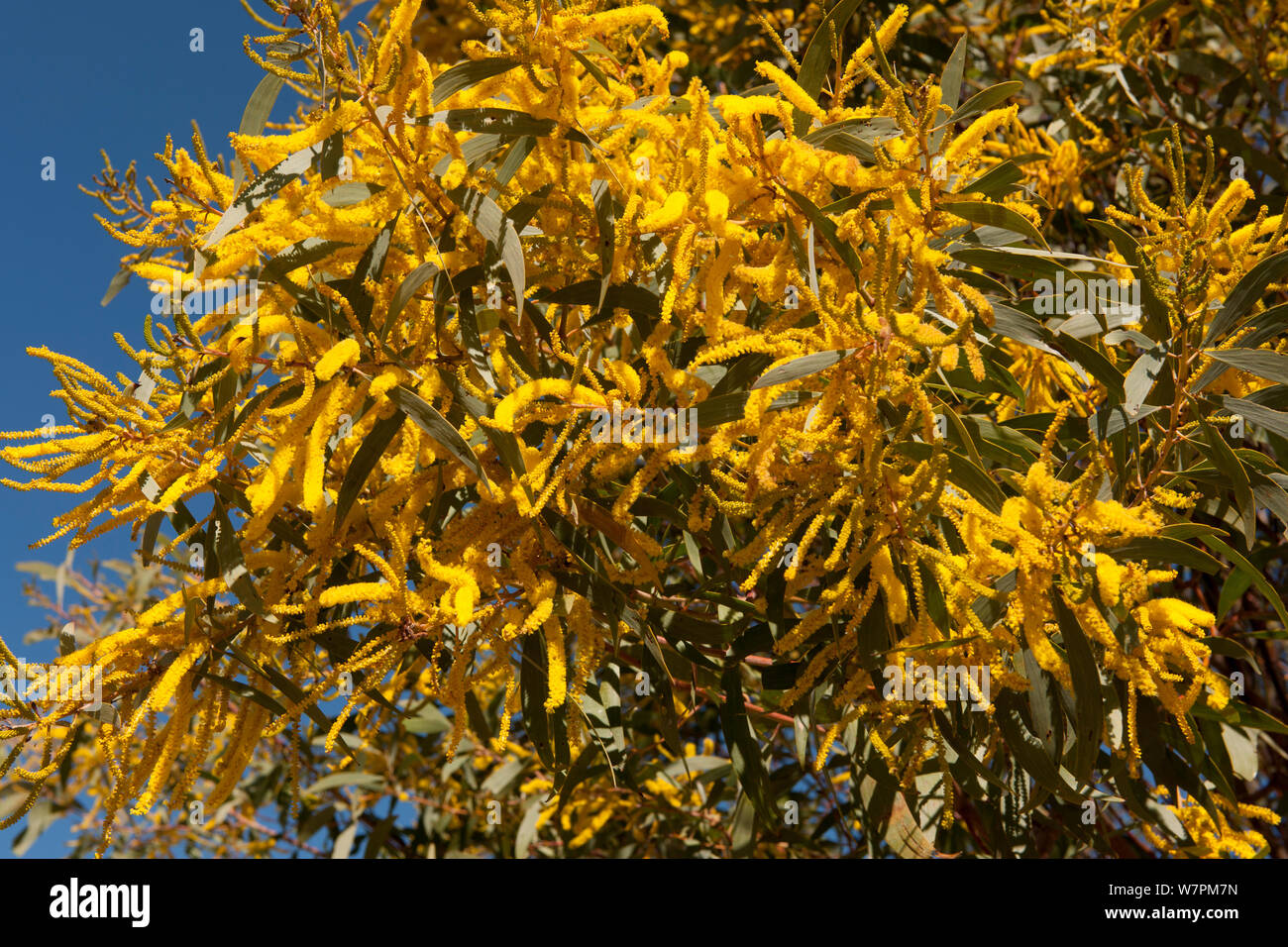 Gelbe Wattle (Acacia sp) Blumen im australischen Outback, Queensland, Australien Stockfoto