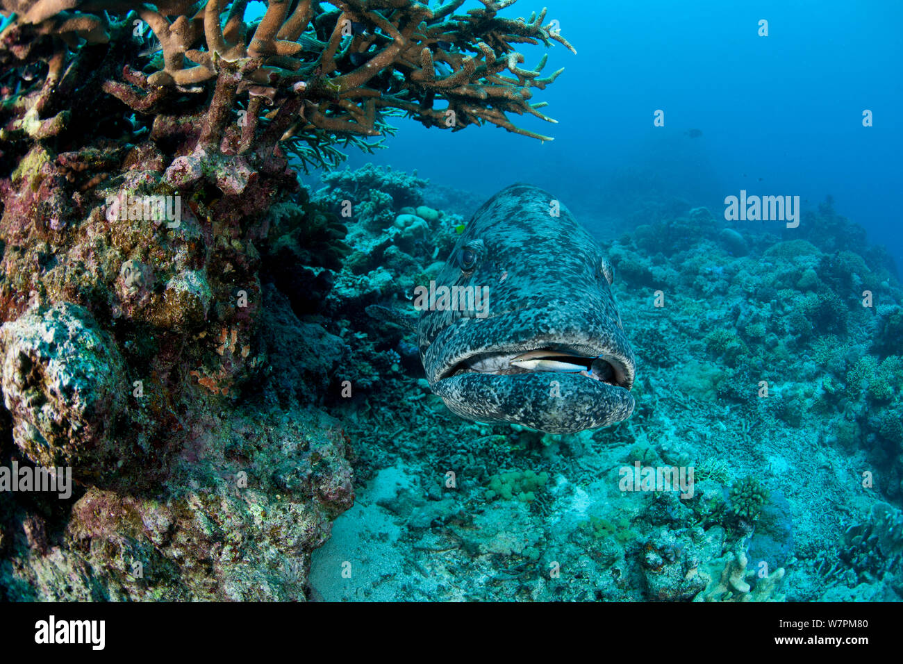 Zackenbarsche (Epinephelus tukula) mit cleaner wrasse Great Barrier Reef, Queensland, Australien Stockfoto