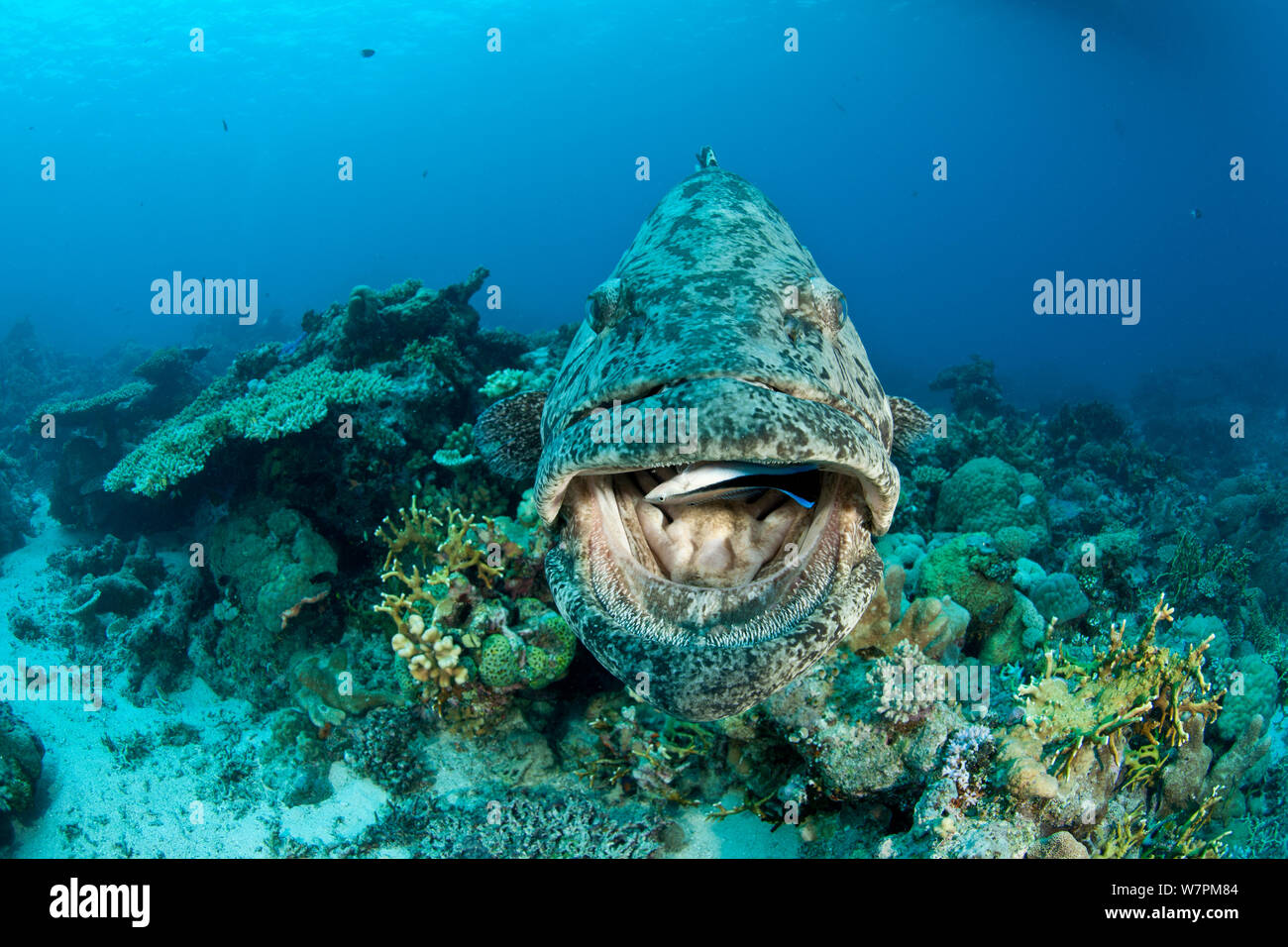 Zackenbarsche (Epinephelus tukula) mit bluestreak Cleaner wrasse (Labroides dimidiatus) Reinigung in seinem Mund, Great Barrier Reef, Queensland, Australien Stockfoto