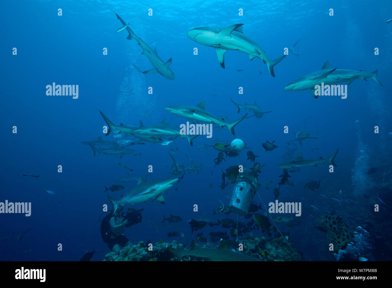 Haie, vor allem Graue Riffhaie (Carcharinus amblyrhynchos) Futter Köder, Nord Horn, Osprey Reef, Coral Sea, Januar Stockfoto