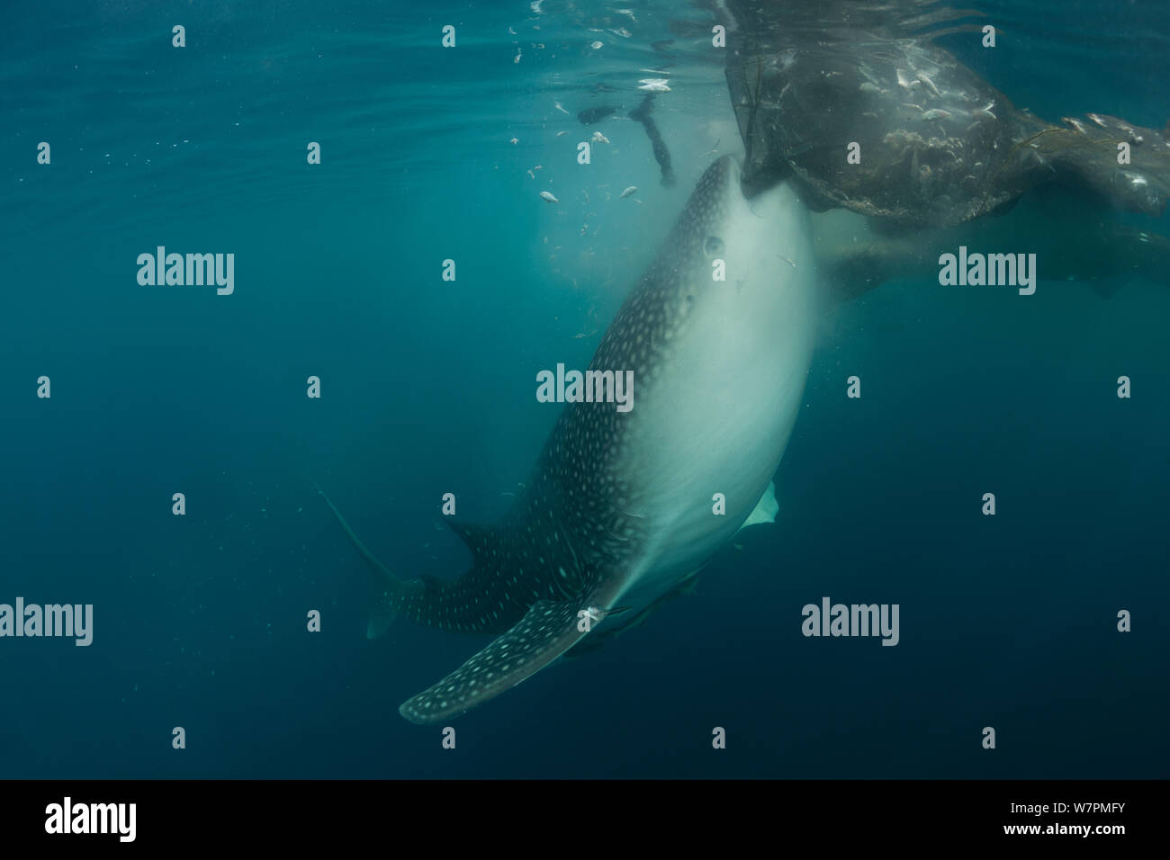 Der Walhai (Firma IPCON typus), die versuchen, auf Fisch im Netz zu ernähren, von einem 'Bagan", ein outrigger Fischerboot. Walhaie sind von den Fischen, die in der Morgen verworfen wird, angezogen. Cenderawasih Bay, Papua, Indonesien Stockfoto
