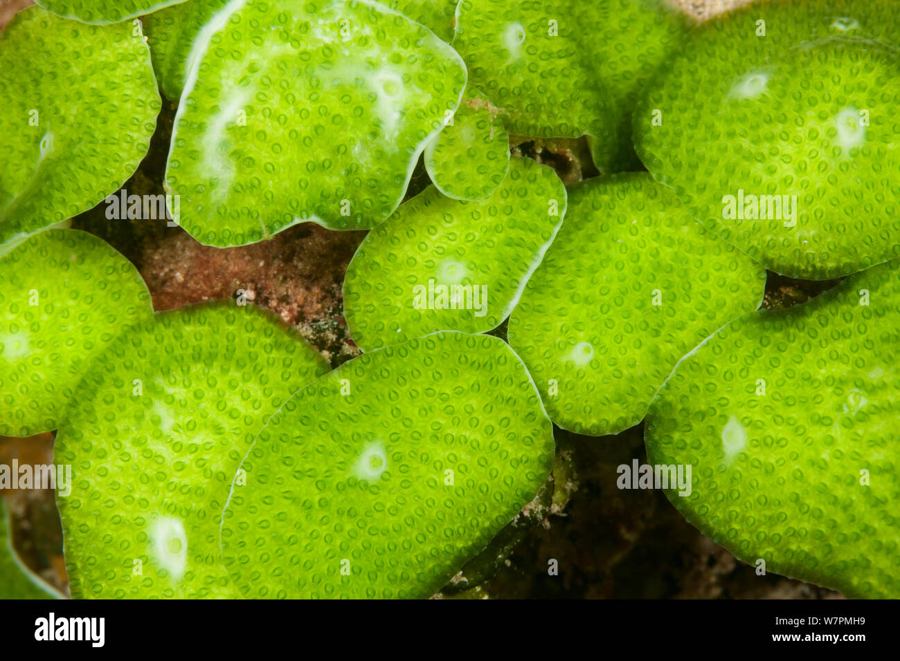Helle grüne Manteltiere, Raja Ampat, West Papua, Indonesien Stockfoto