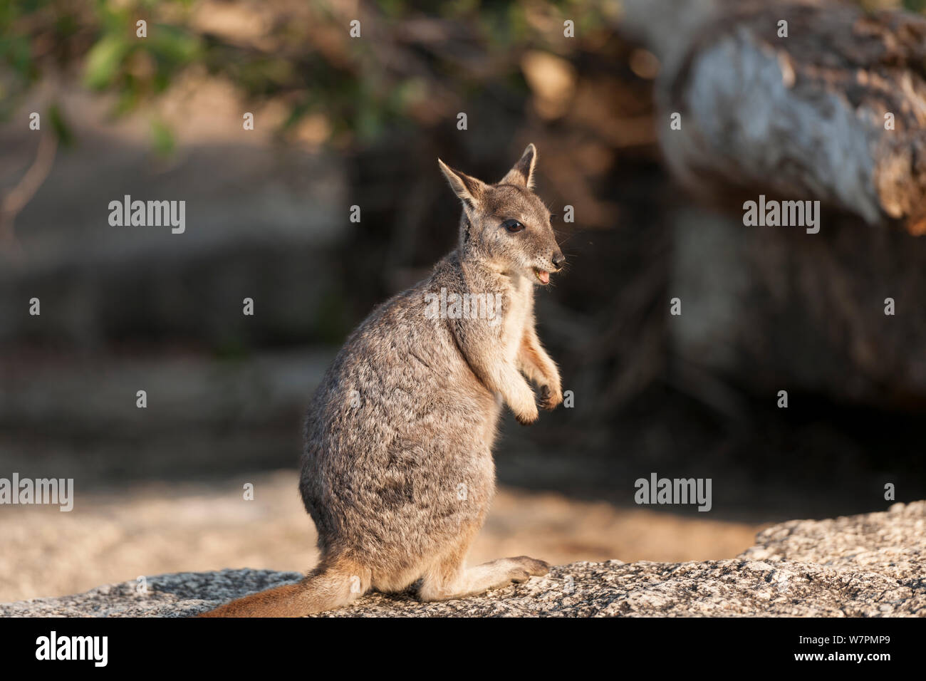 Mareeba Rock Wallaby (Petrogale mareeba) Queensland, Australien Stockfoto