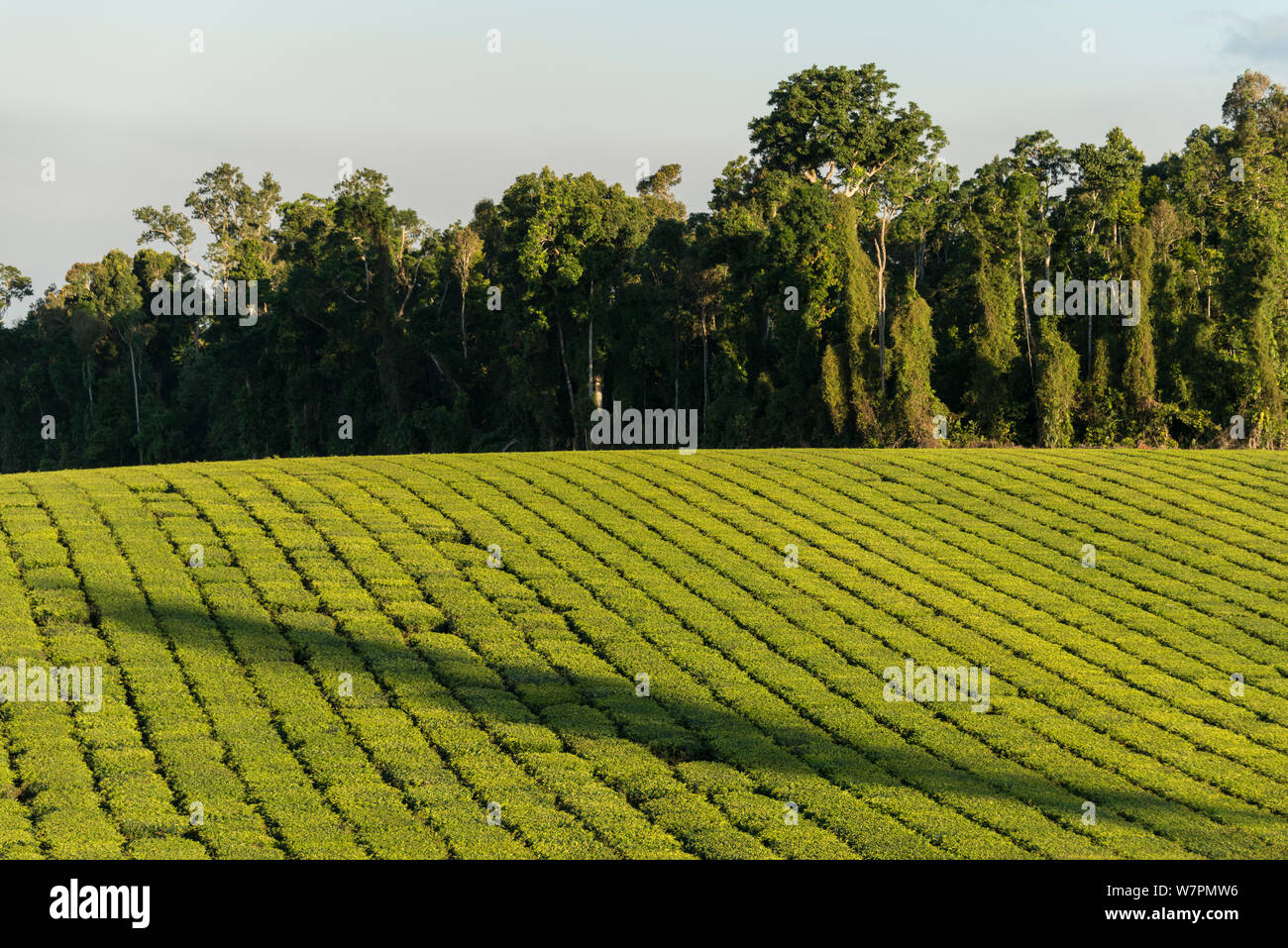 Firma nucifora Tee Plantage entlang der Palmerston Highway, Queensland, Australien, Juni 2012 Stockfoto