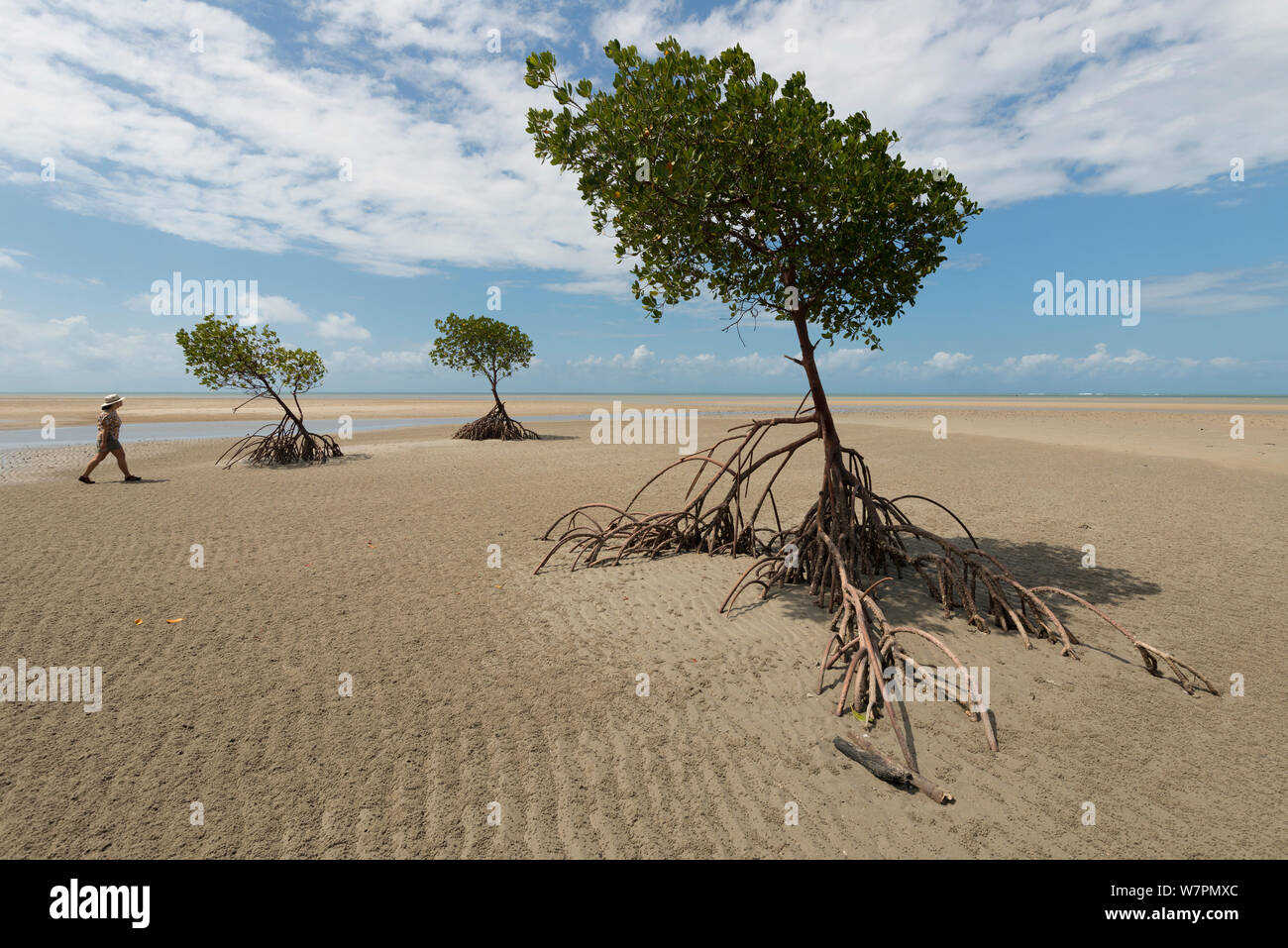 Yule Punkt Mangroven bei Ebbe, Queensland, Australien Stockfoto